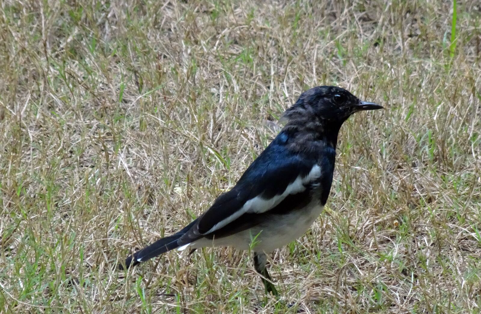Sony Cyber-shot DSC-HX90V sample photo. Magpie, robin, copsychus saularis photography