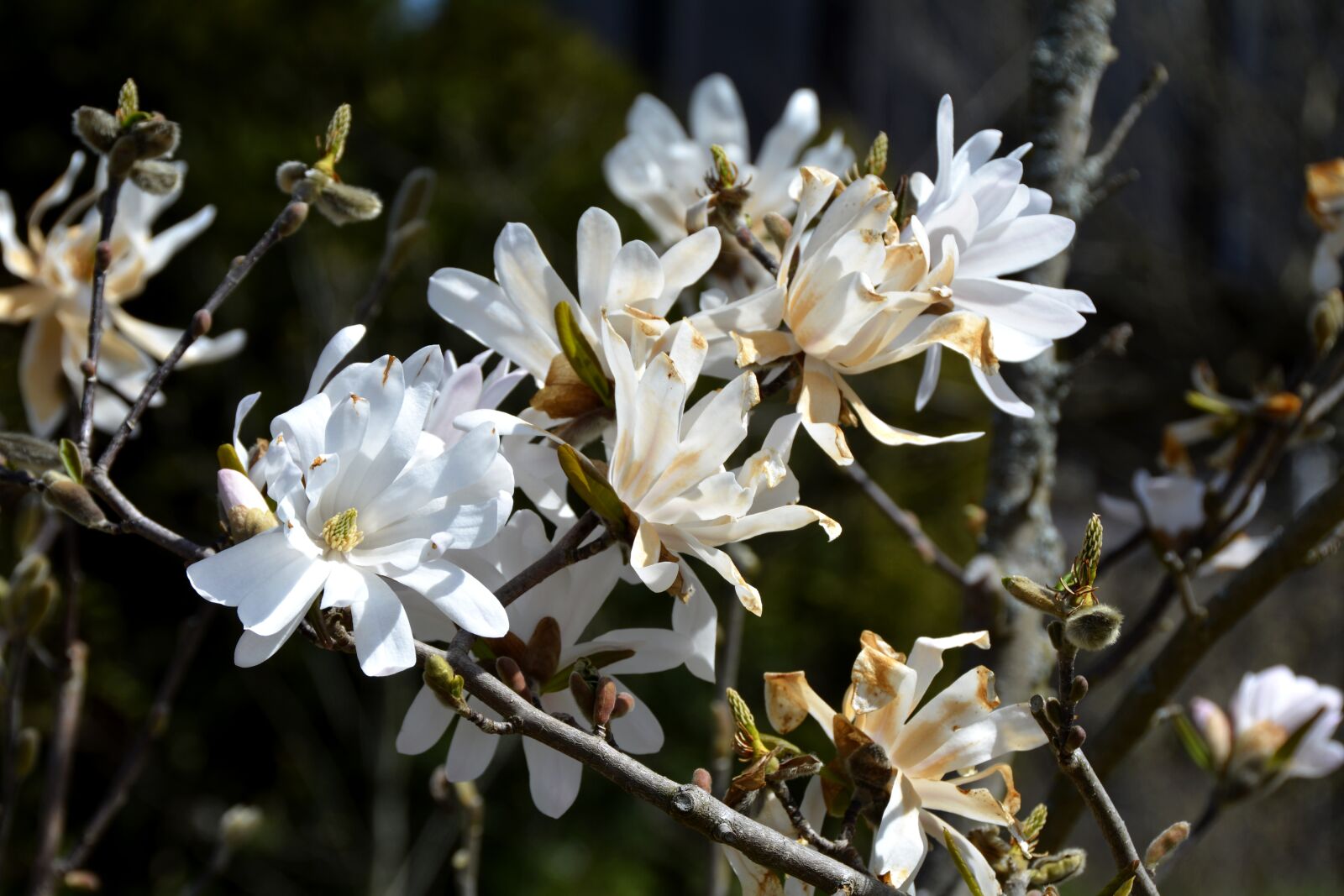 Nikon D7100 sample photo. Magnolia, white, flowers photography