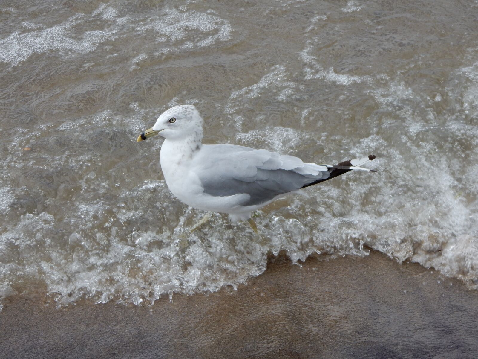 Nikon Coolpix S9900 sample photo. Seagull, wave, profile photography