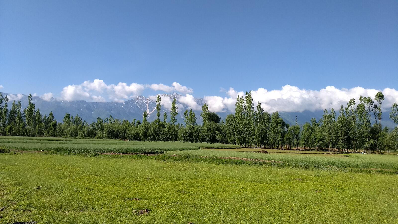 Motorola Moto G (5) Plus sample photo. Nature, land, green photography