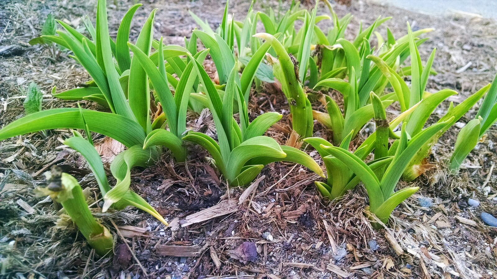 Motorola Moto X (1st Gen) sample photo. Green, plants, spring, summer photography