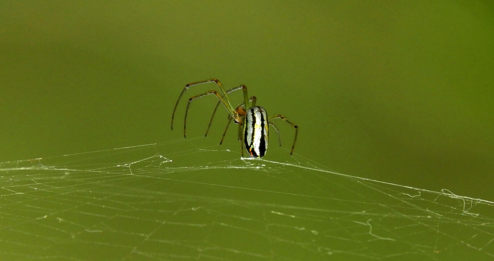 Nikon Coolpix B700 sample photo. Macro, spider, web photography