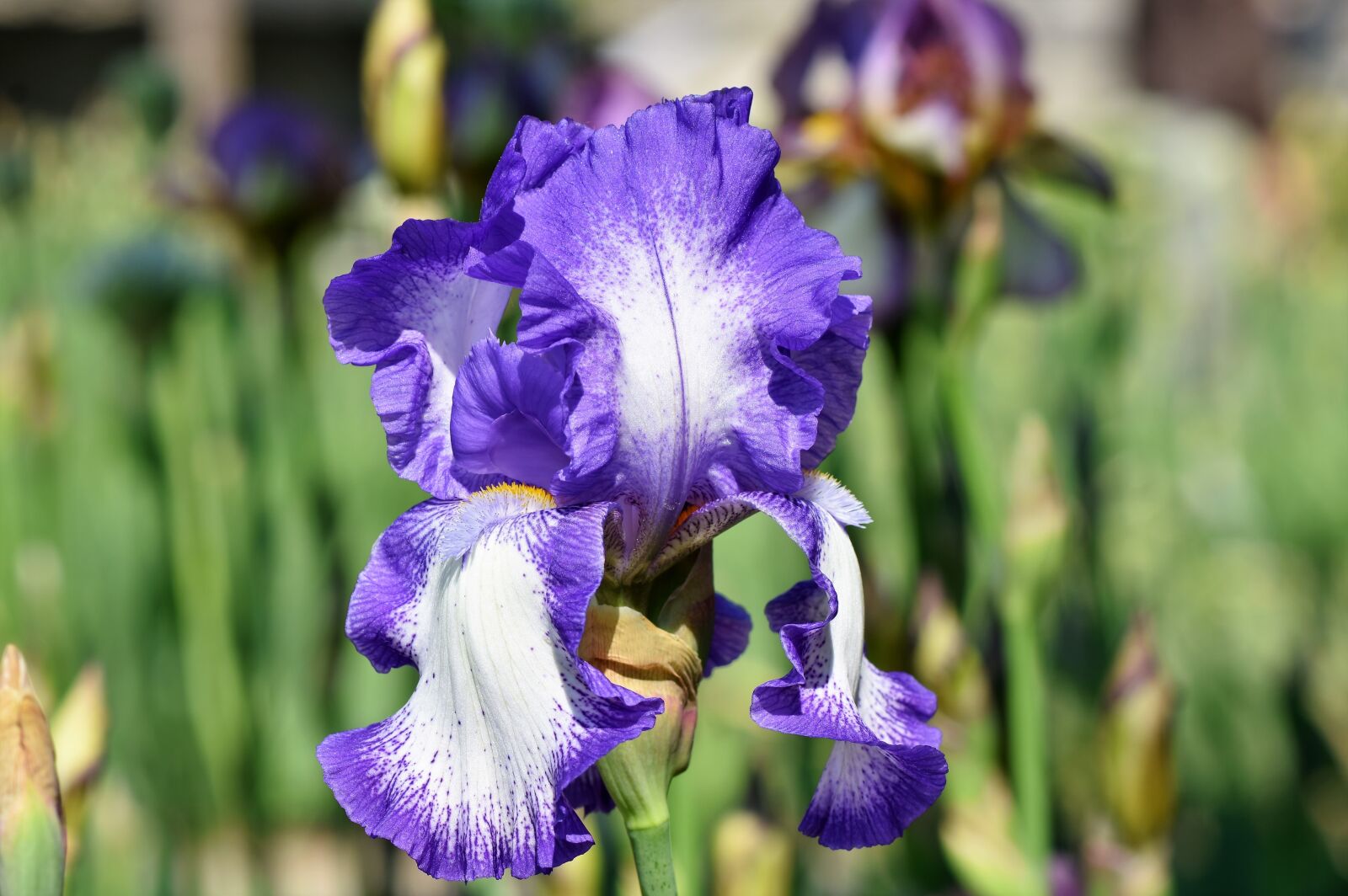 Nikon D7200 sample photo. Iris, iris flower, schwertliliengewaechs photography