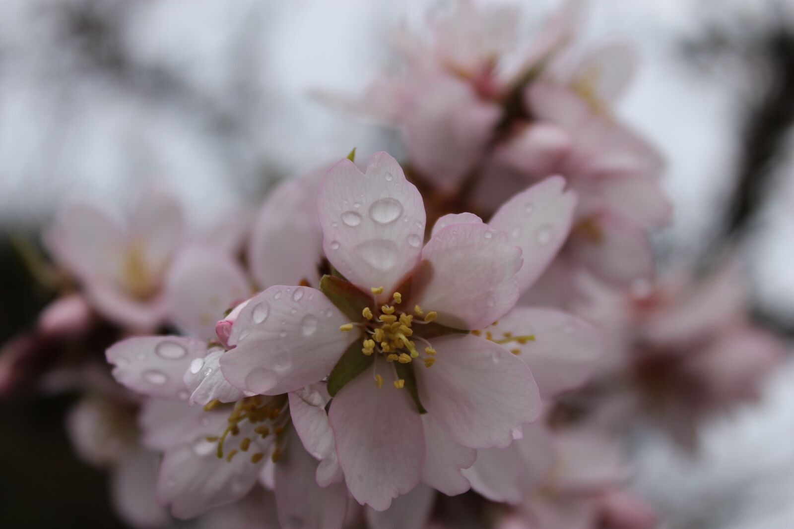 Canon EOS 1100D (EOS Rebel T3 / EOS Kiss X50) sample photo. Flower, almond tree photography