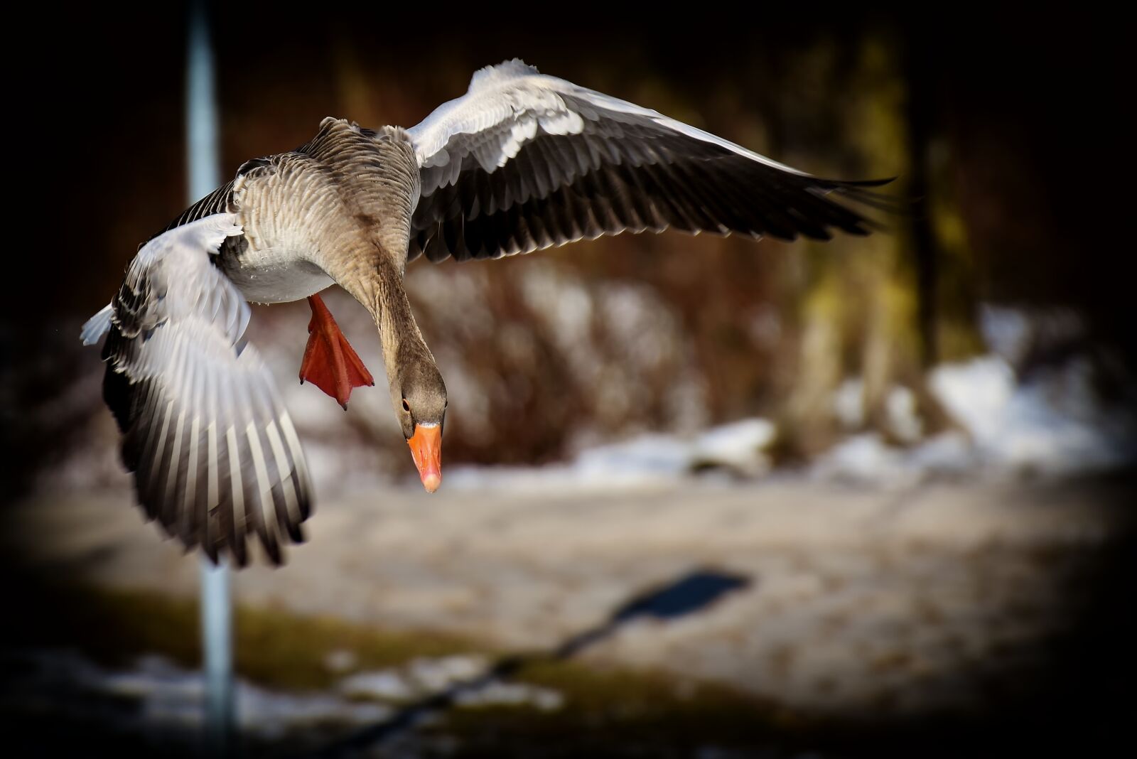 Nikon D7200 sample photo. Goose, flying, greylag goose photography