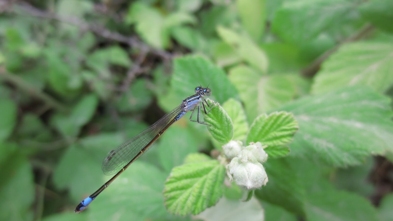 Canon IXY 420F sample photo. Insect, dragonfly, biology photography