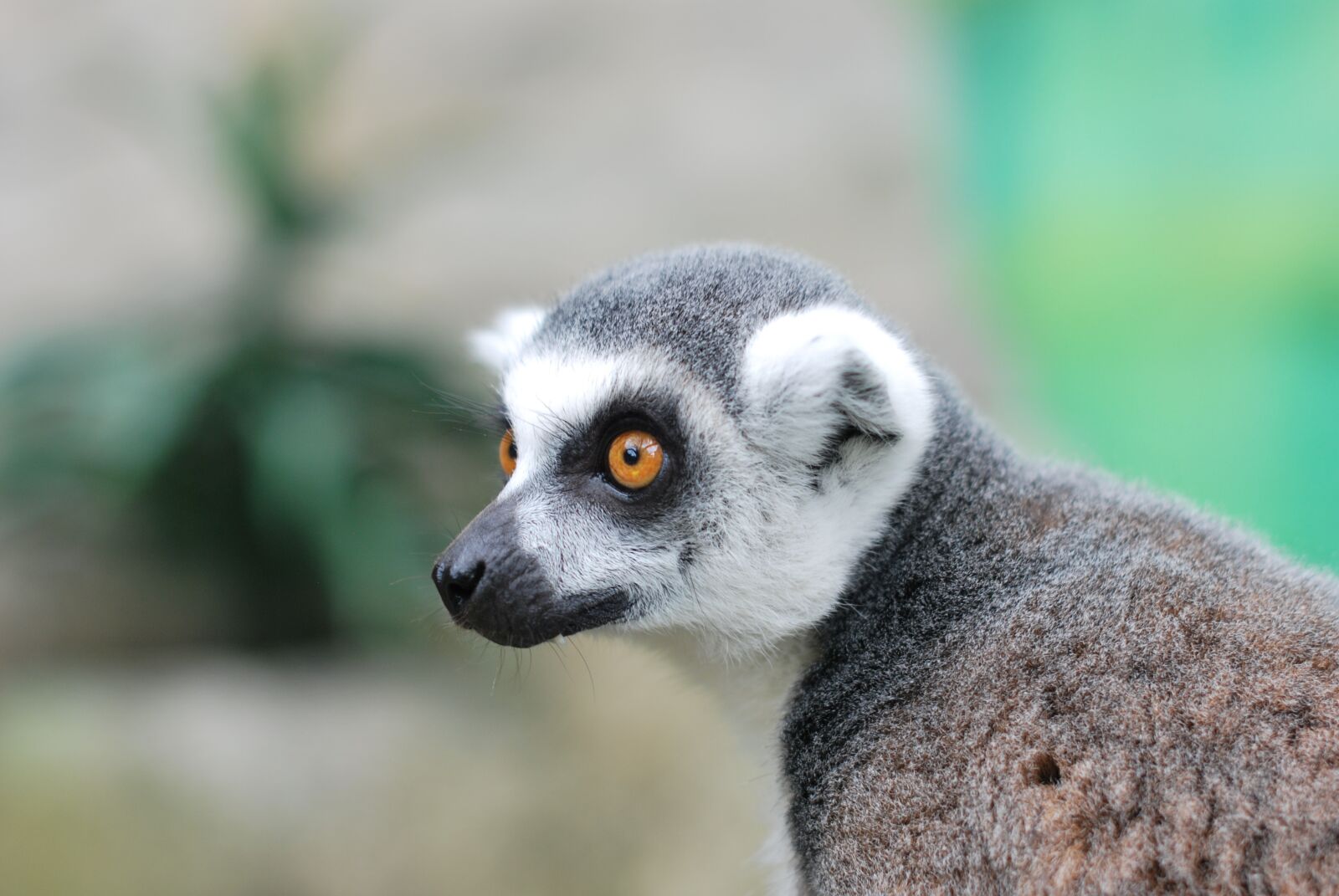 Nikon D60 sample photo. Lemur, mammal, primate photography