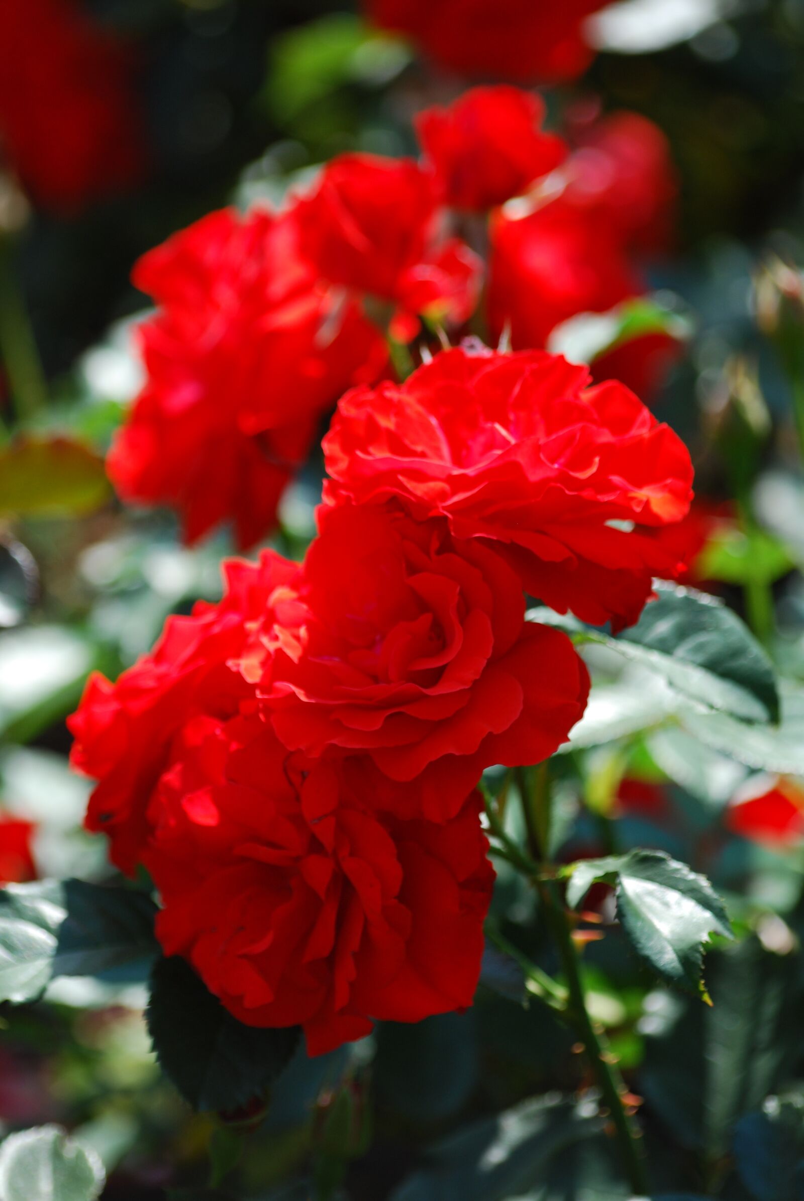 Nikon D60 sample photo. Flower, red, roze photography