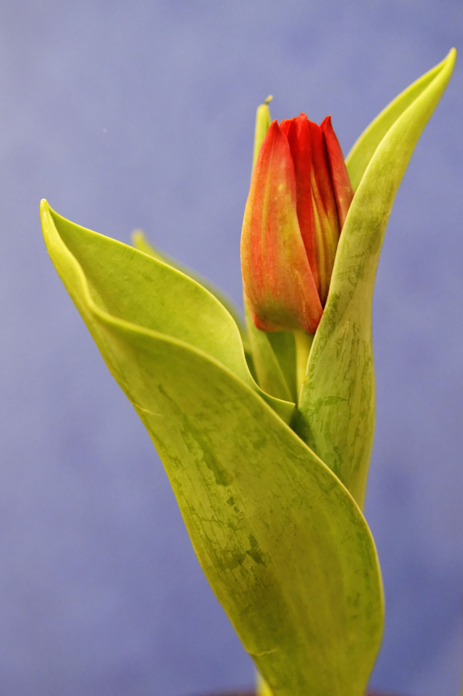 Nikon D3200 + Nikon AF-S DX Nikkor 35mm F1.8G sample photo. Flower, plant, tulip photography