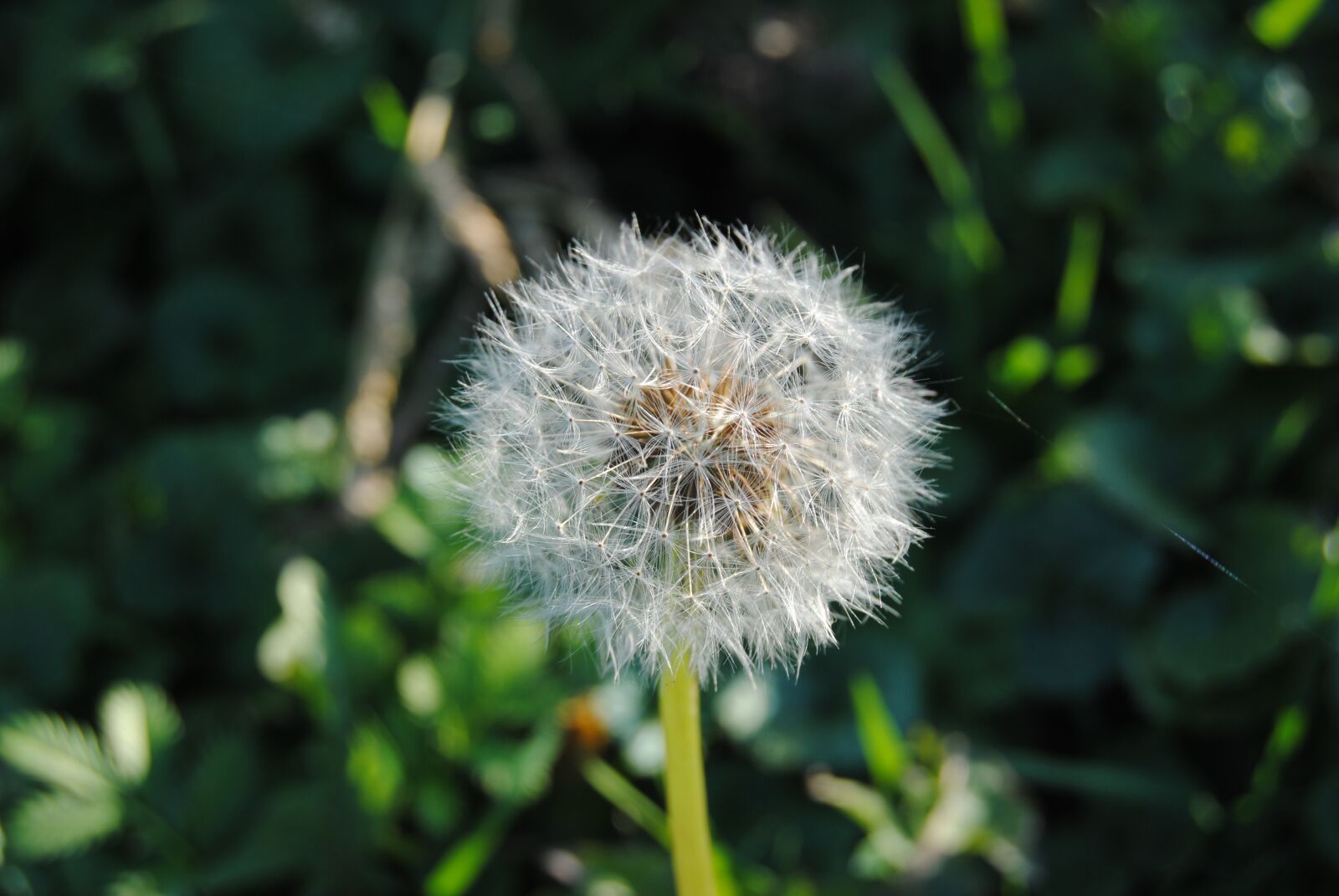 Nikon D3000 sample photo. Dandelion, green, plant photography
