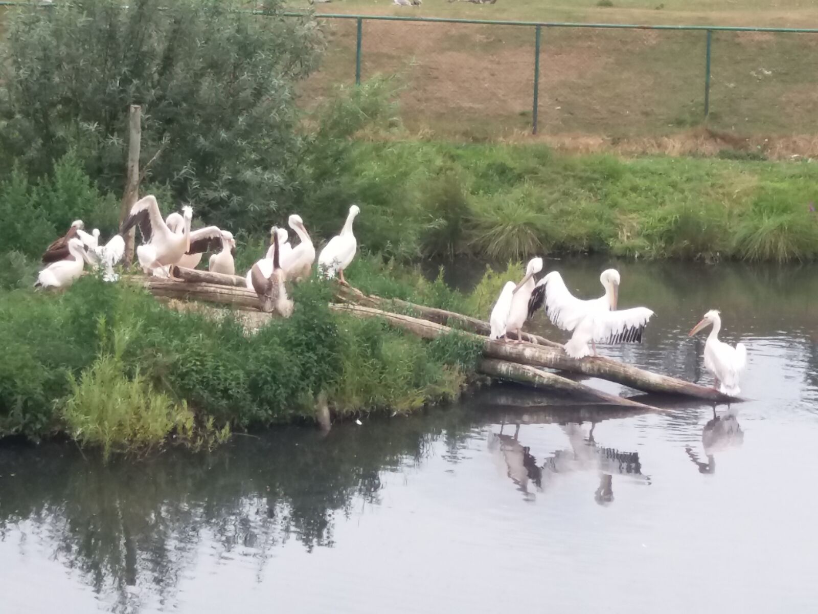 Samsung Galaxy J5 sample photo. Animals, water, nature photography