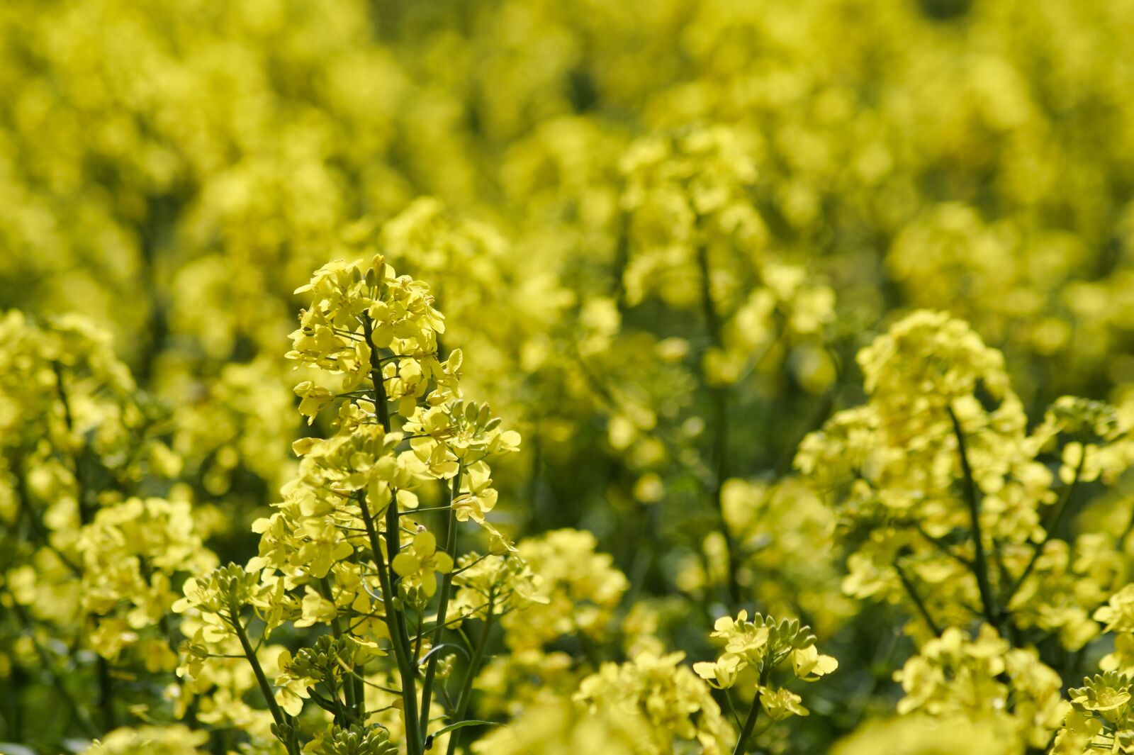 Sony SLT-A58 sample photo. Field of rapeseeds, oilseed photography