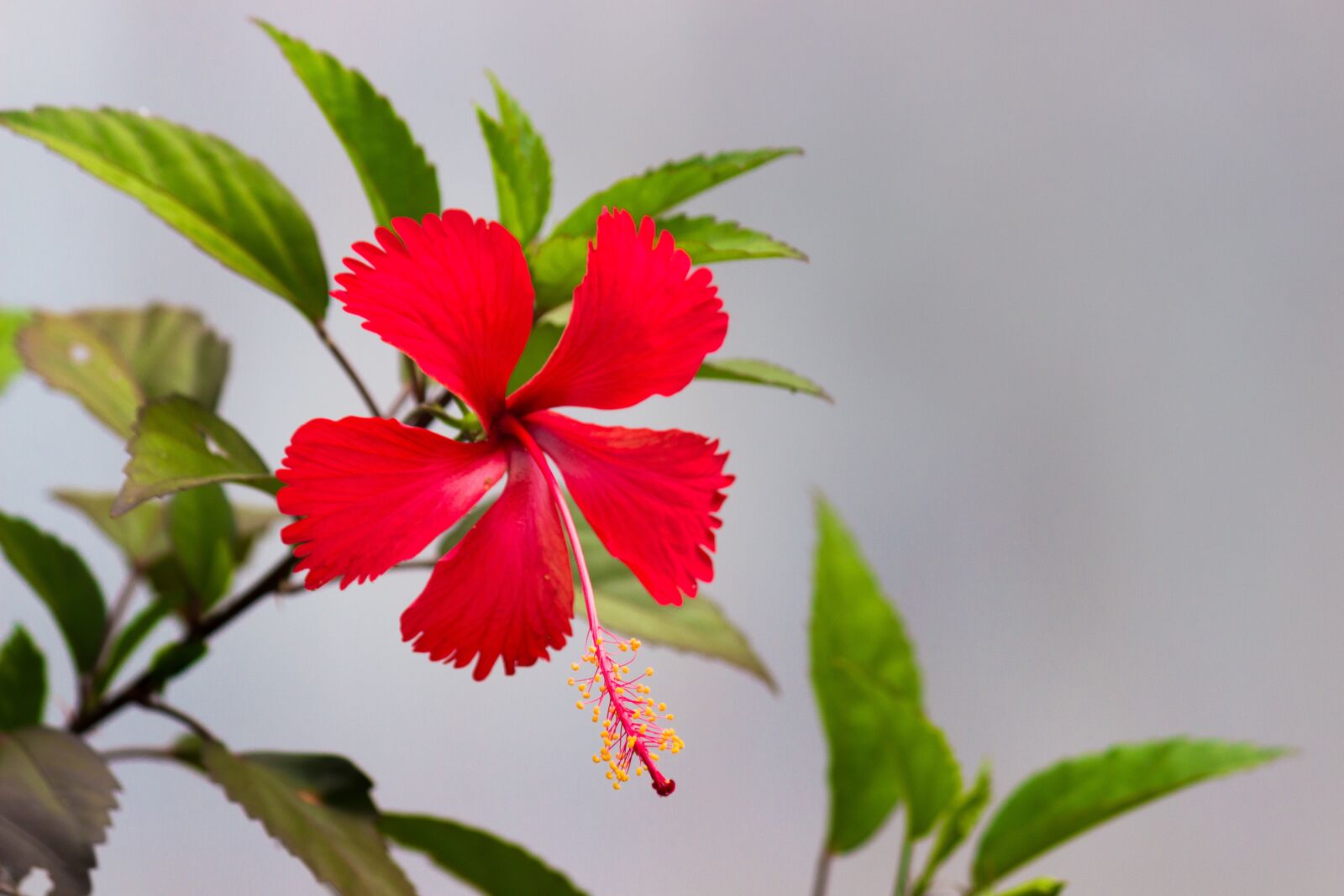 Canon EOS 600D (Rebel EOS T3i / EOS Kiss X5) sample photo. Hibiscus, flower, tropical photography