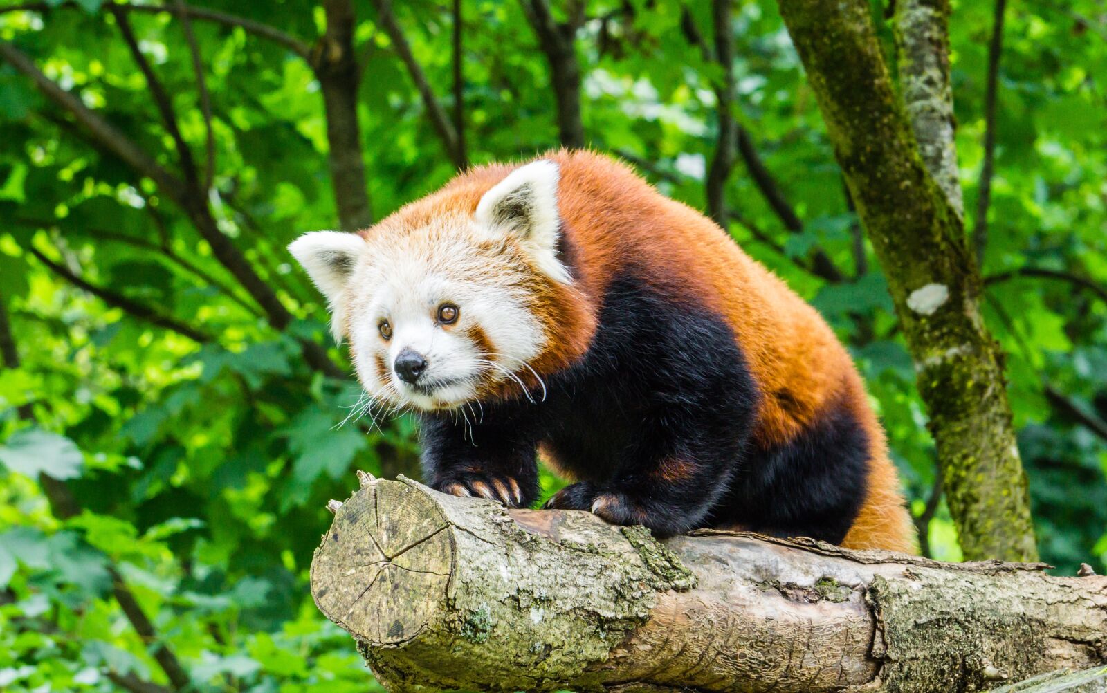 Sony E 55-210mm F4.5-6.3 OSS sample photo. Nature, animal world, mammal photography