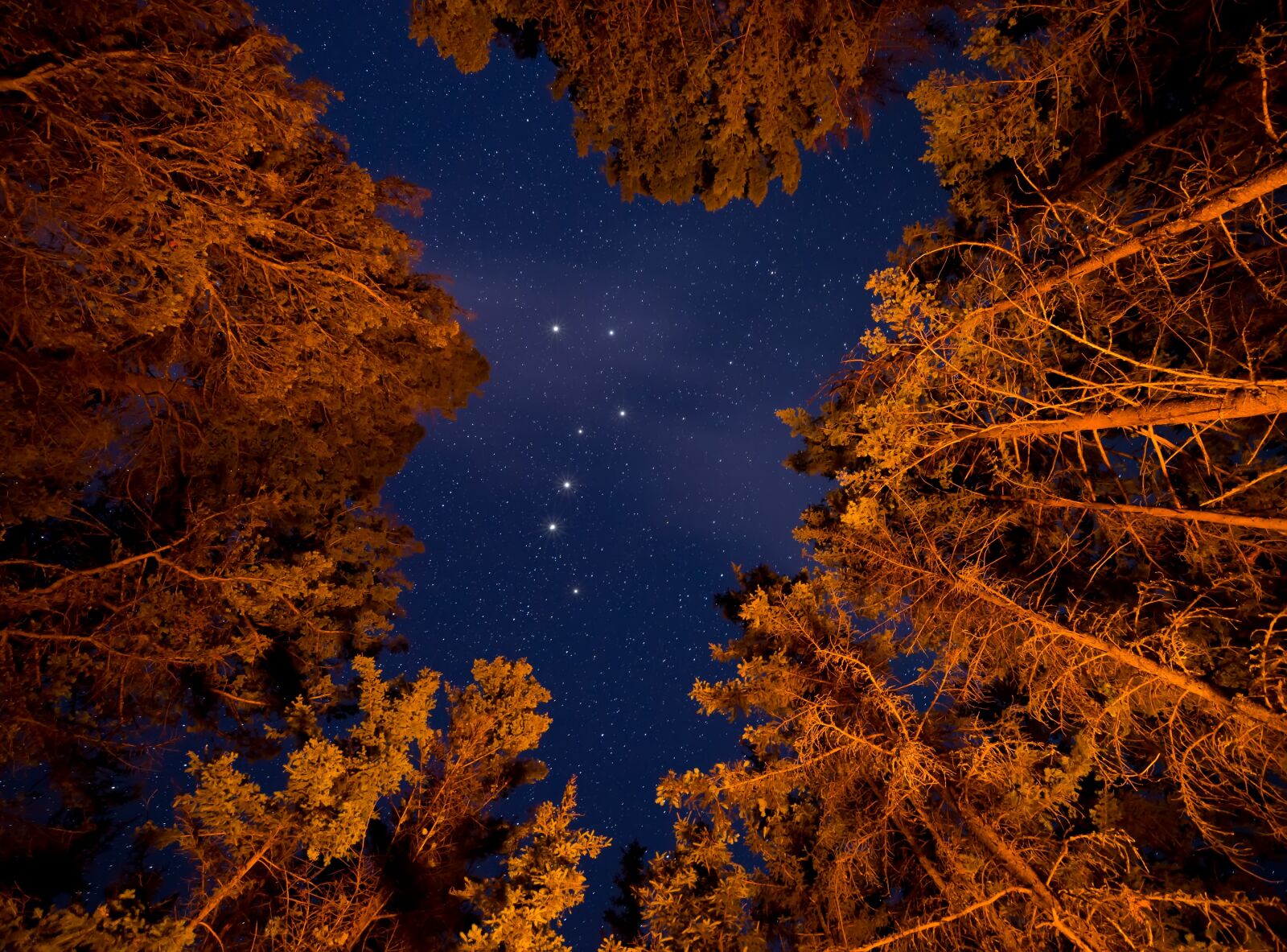 Nikon D600 sample photo. British columbia, canada, forest photography