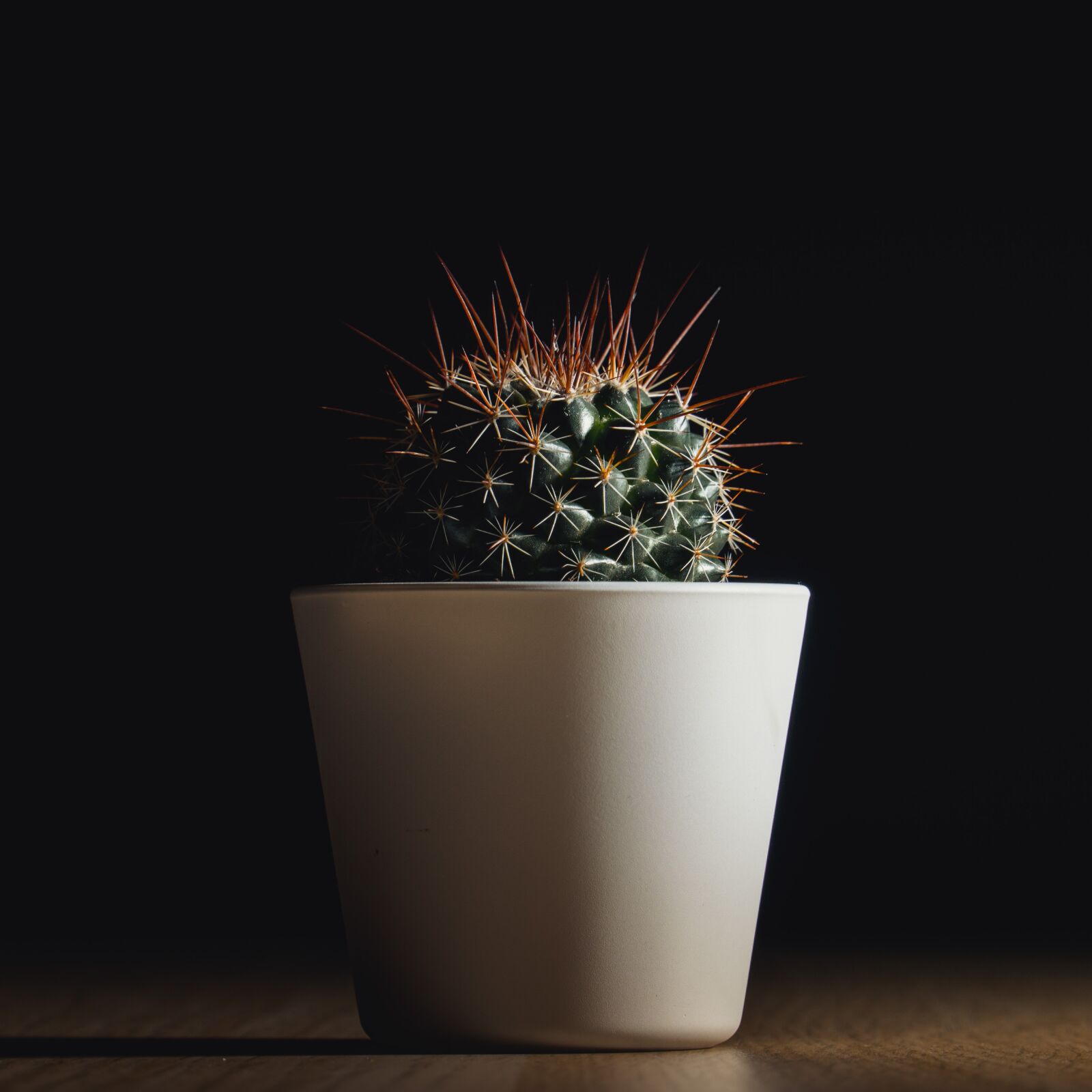 Sony a6300 + Sony E PZ 18-105mm F4 G OSS sample photo. Plant, cactus, green photography