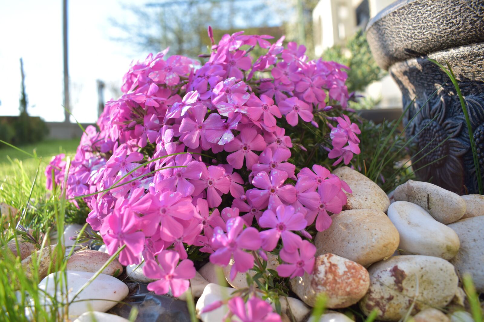 Nikon D5600 sample photo. Flower, sunset, purple photography
