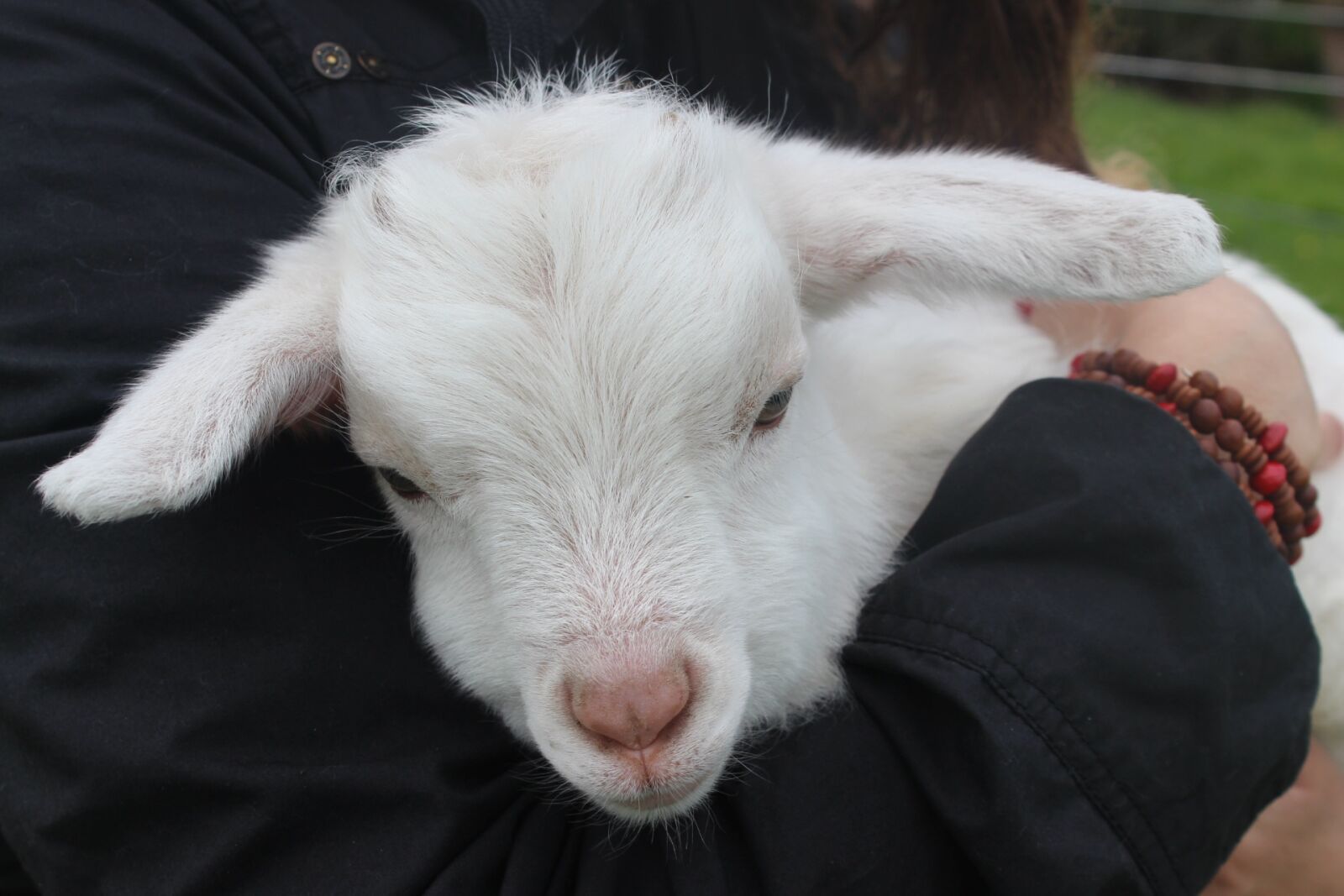 Canon EOS 600D (Rebel EOS T3i / EOS Kiss X5) sample photo. Lamb, nz, animal photography