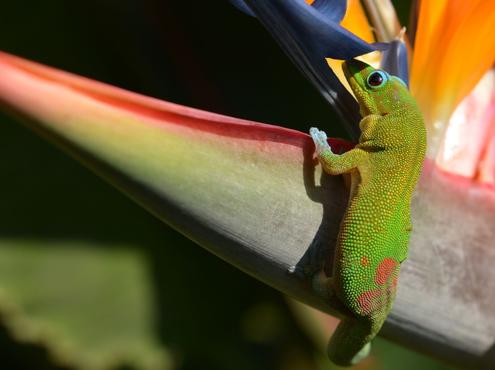 Nikon D4 sample photo. Gecko, bird of paradise photography