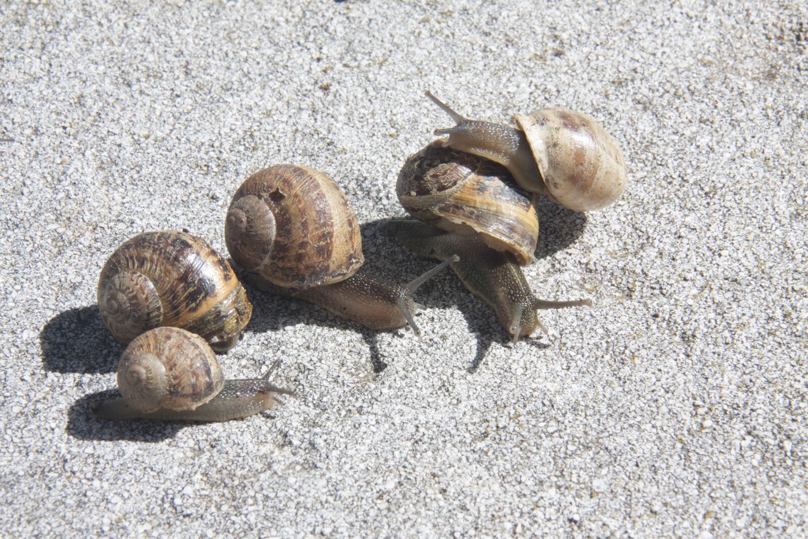 Canon EOS 50D + Canon EF-S 18-200mm F3.5-5.6 IS sample photo. Snail, snails, animals photography