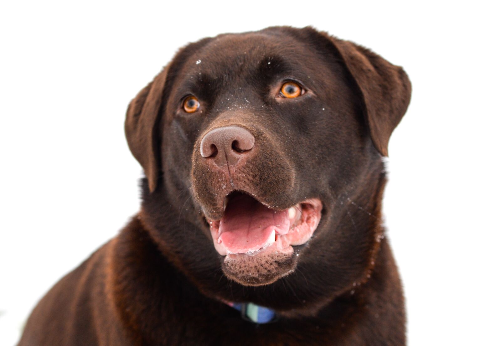 Nikon D610 sample photo. Labrador, brown, dog photography