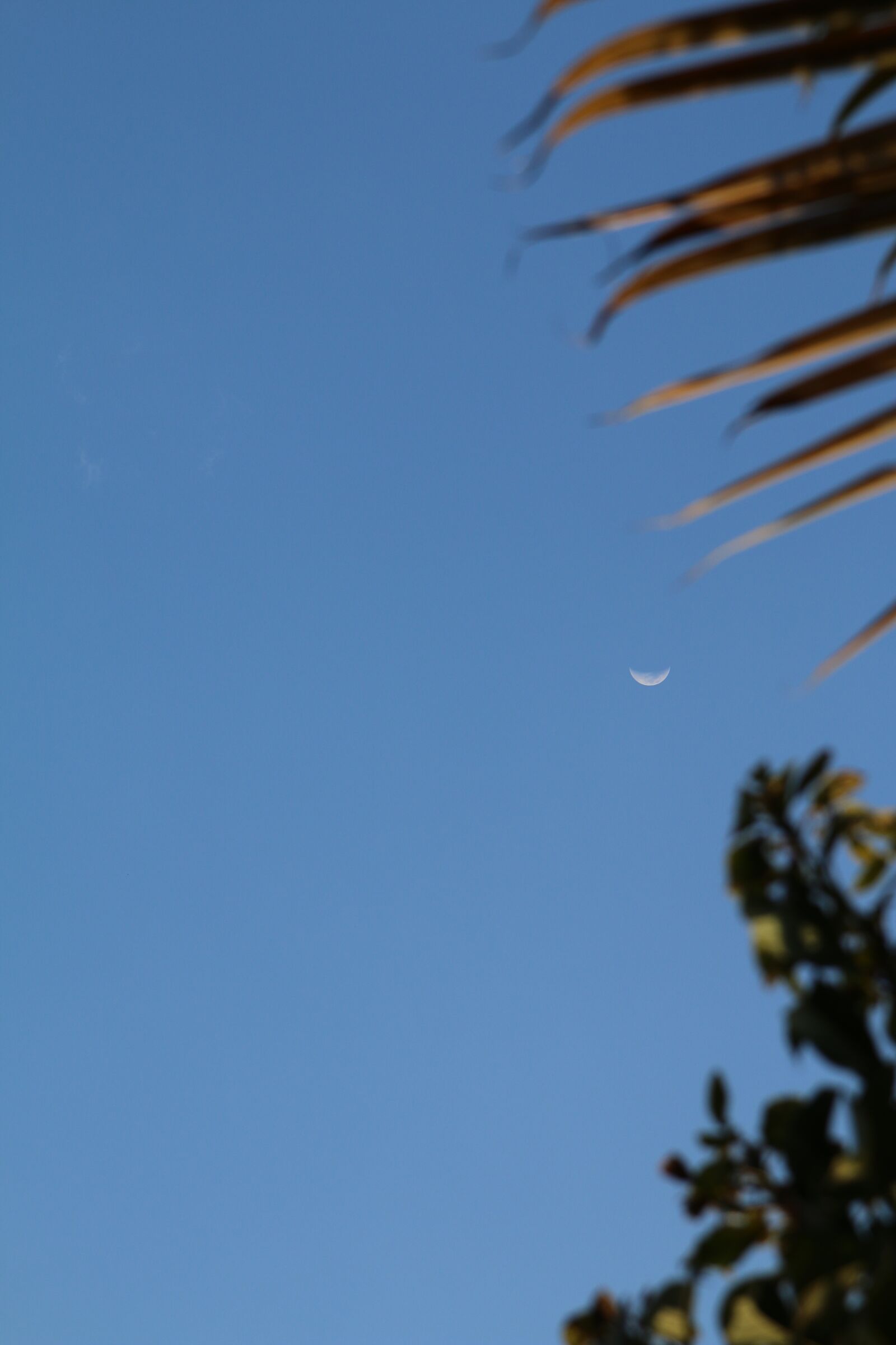 Canon EOS 70D sample photo. Moon, plants, leaves photography