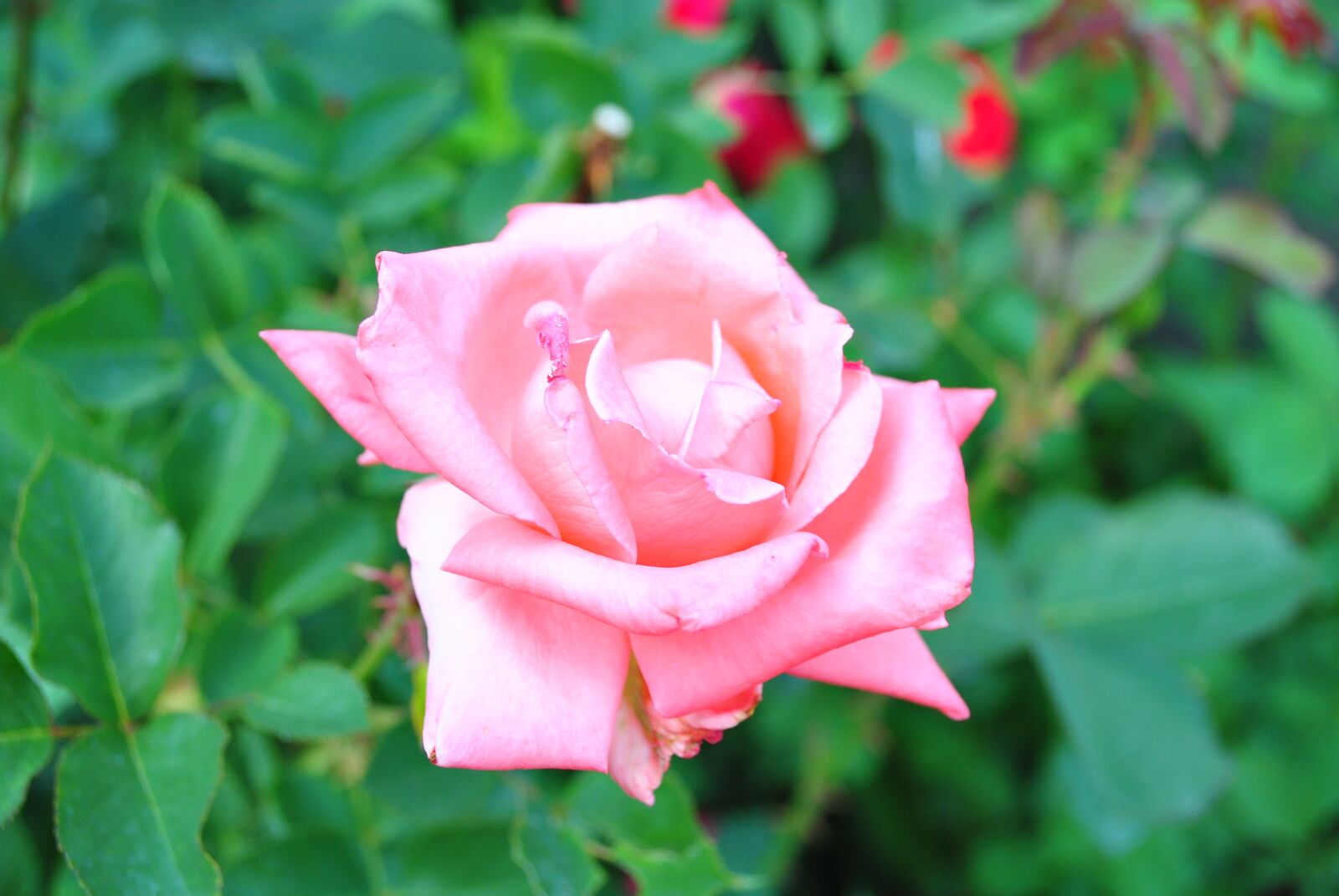 Nikon D3000 sample photo. Rose, macro, flower photography