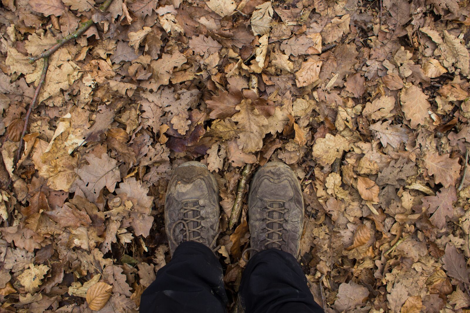 Canon EOS 600D (Rebel EOS T3i / EOS Kiss X5) sample photo. Hiking, leaves, autumn photography