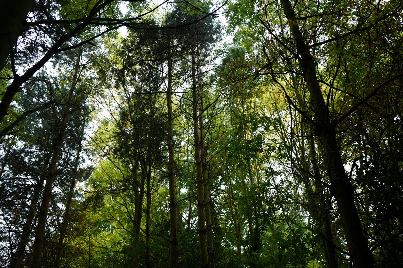 Leica Q (Typ 116) sample photo. Tree photography