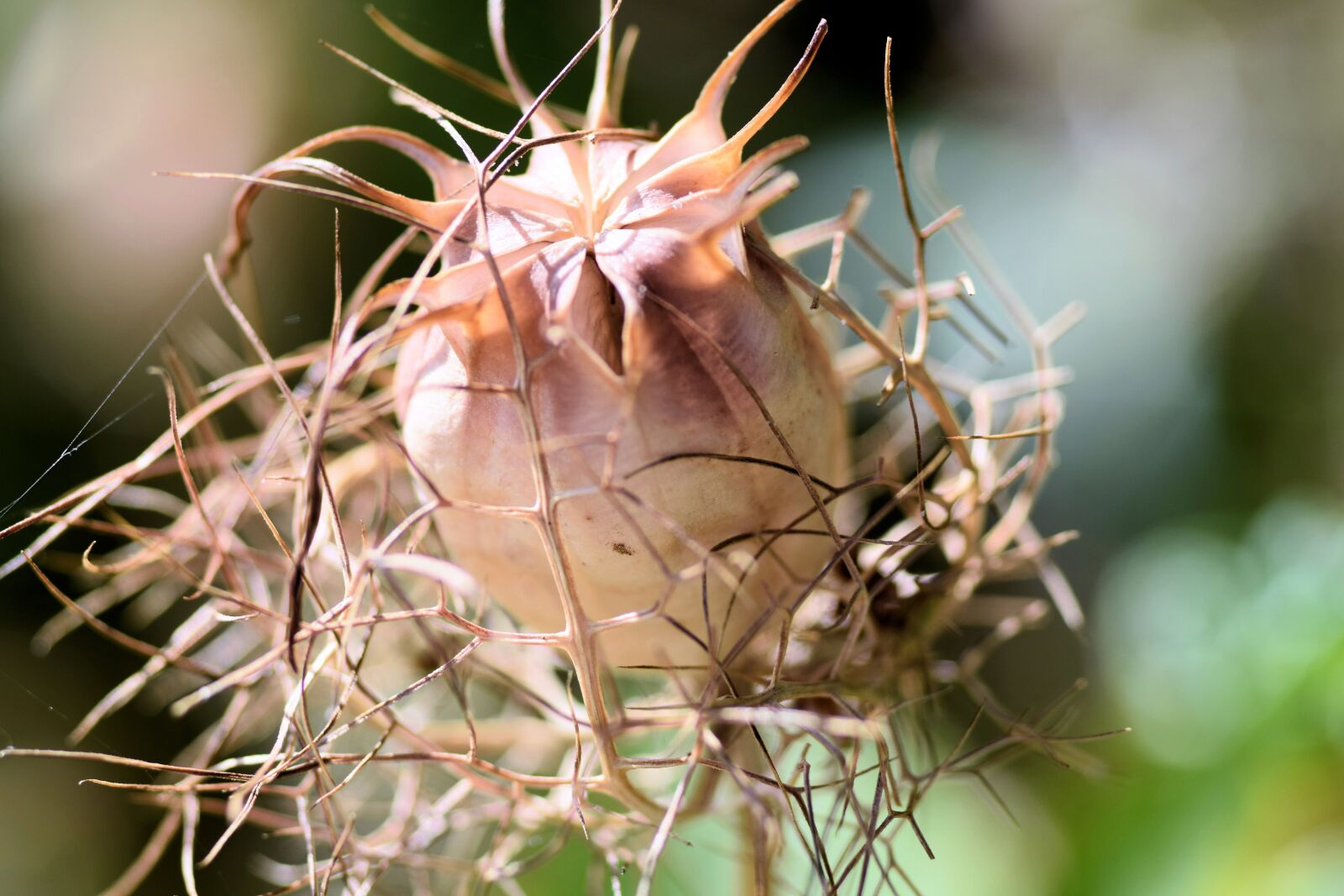 Nikon D5300 sample photo. Zaadbol, flower, nature photography