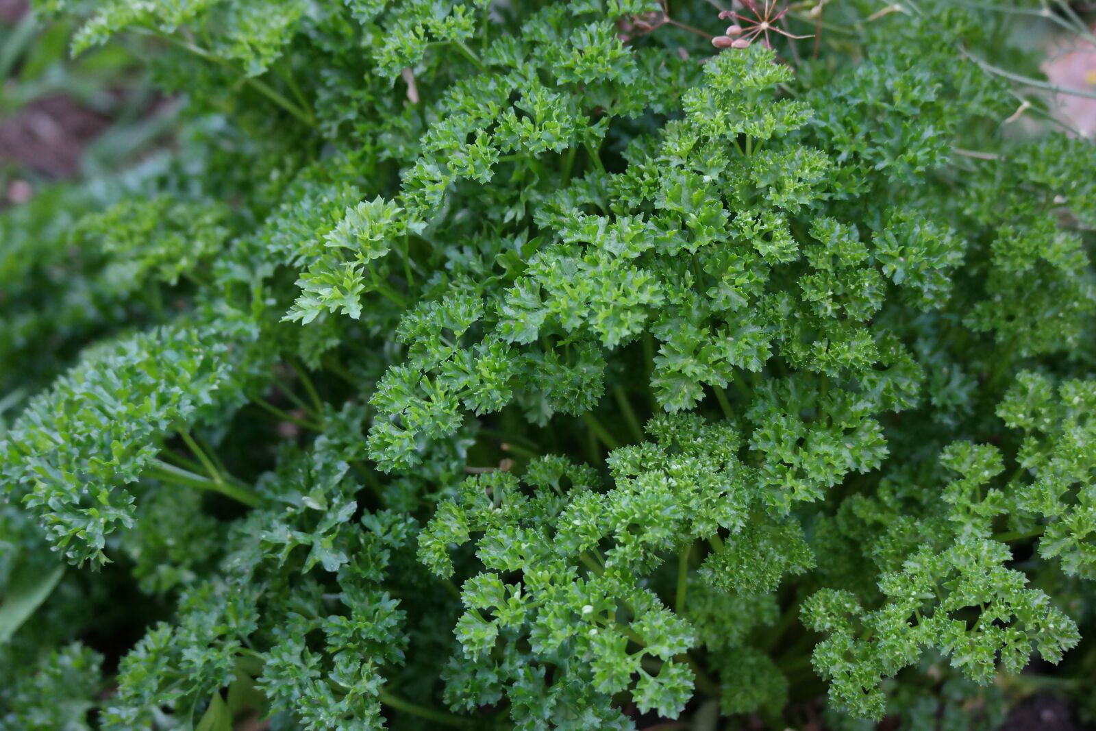 Samsung NX30 + NX 50-200mm F4-5.6 sample photo. Parsley, harvest time, leaf photography