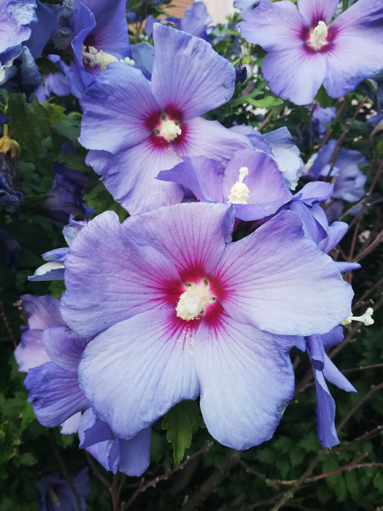 HUAWEI P20 lite sample photo. Hibiscus, blue, flower photography