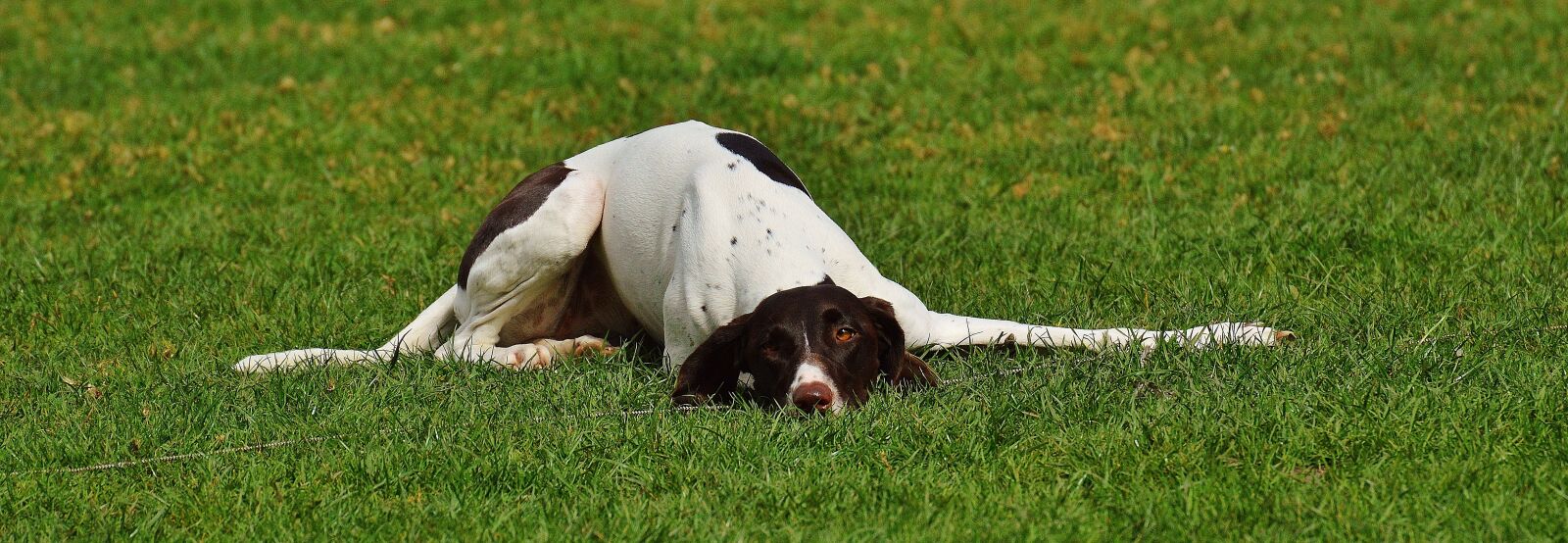 Nikon D3200 sample photo. Dog, wildpark poing, cute photography