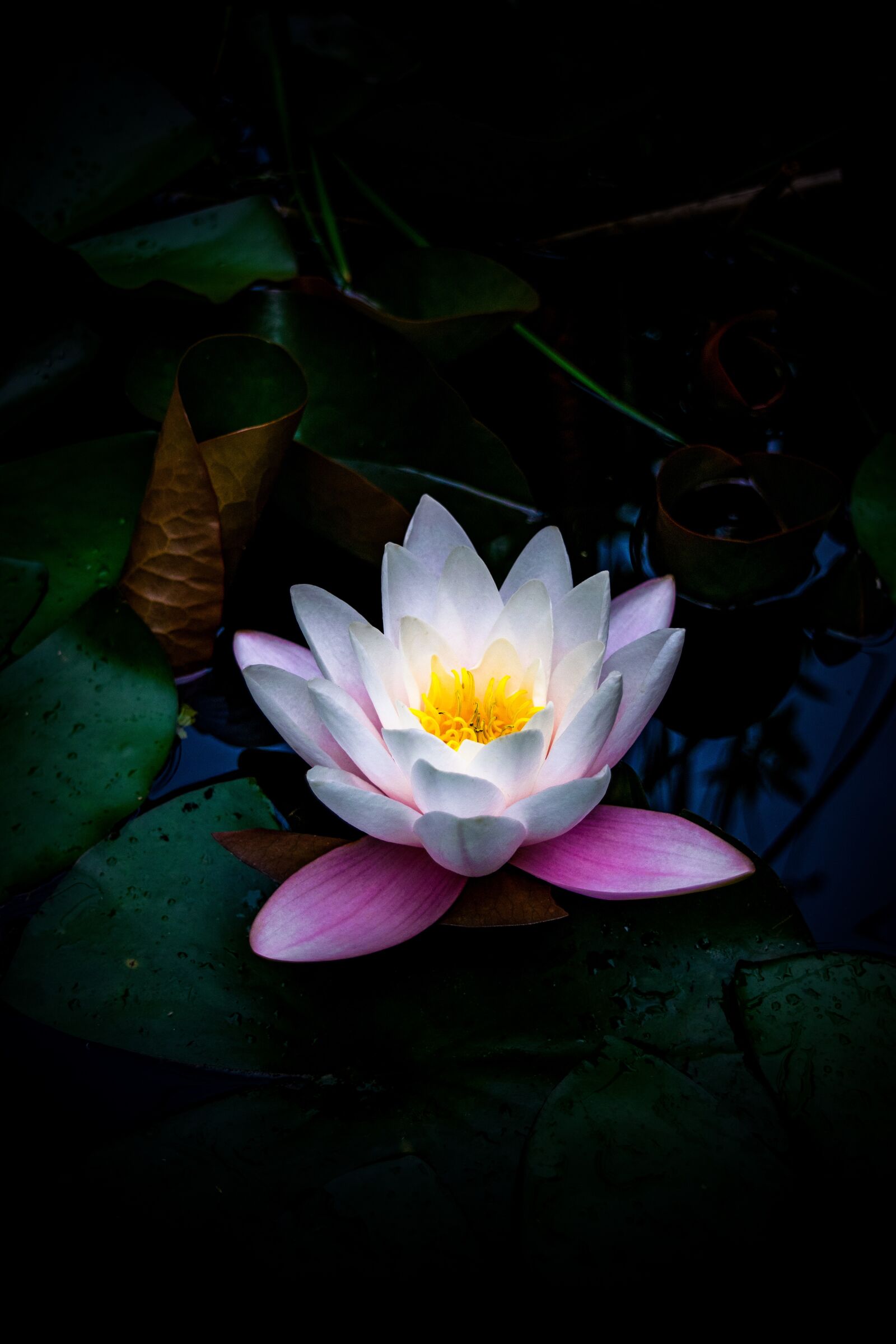Nikon D3300 sample photo. Flower, nature, nature leaf photography