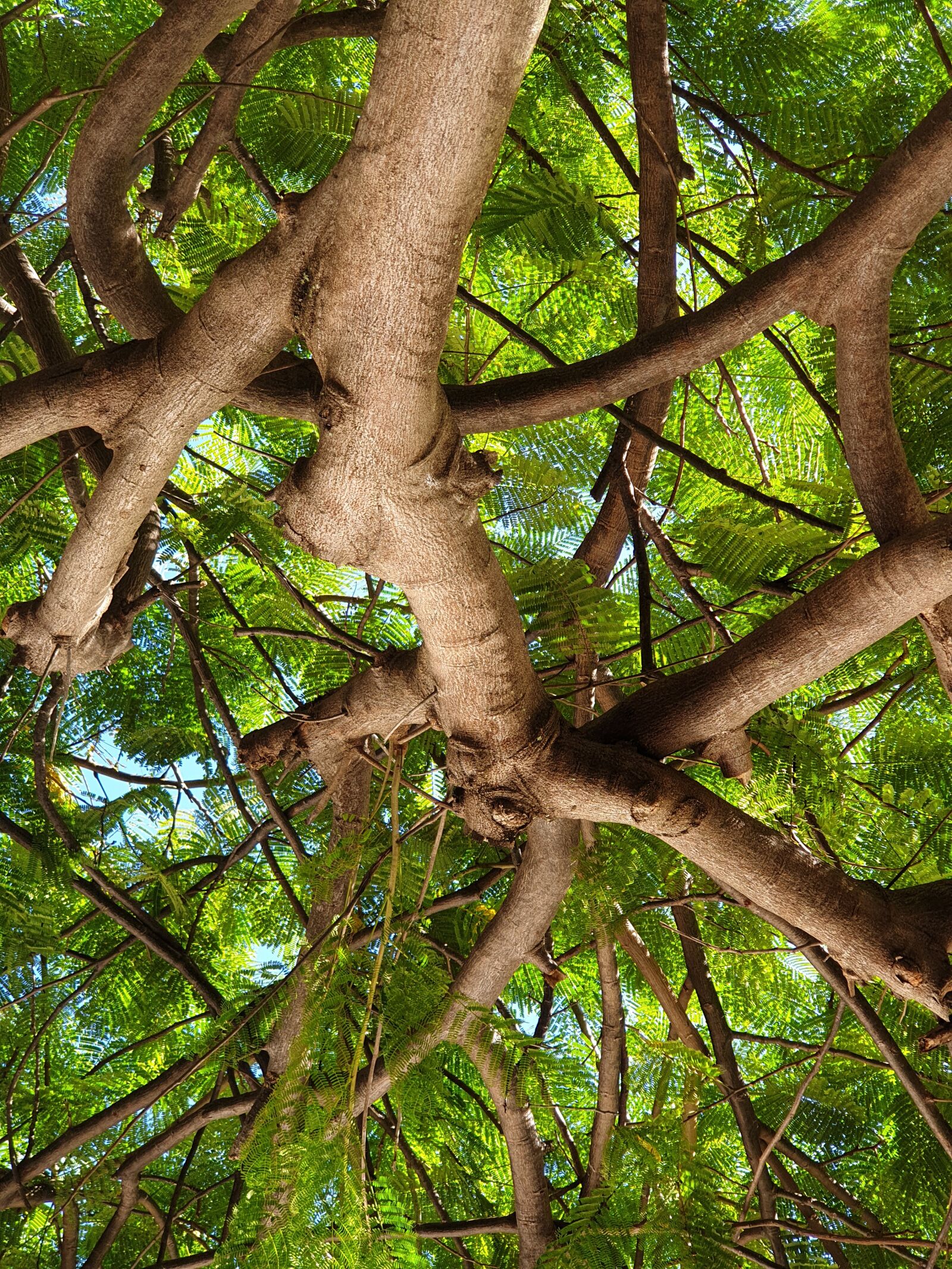 Samsung Galaxy Note9 sample photo. Tree, green, trunk photography