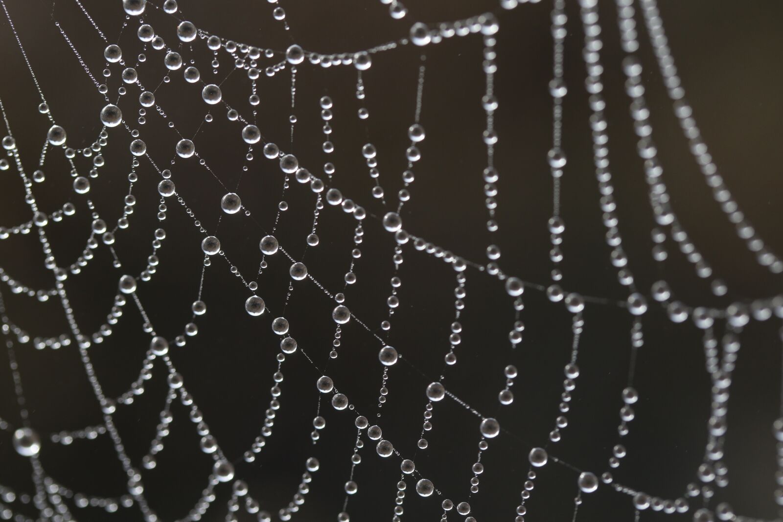 Canon EF-S 60mm F2.8 Macro USM sample photo. Spider web, drops, water photography