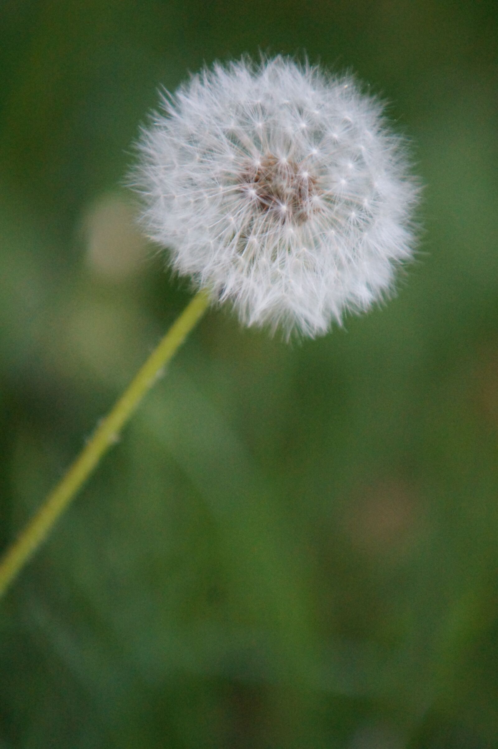 Sony SLT-A37 sample photo. Dandelion, wish, flower photography