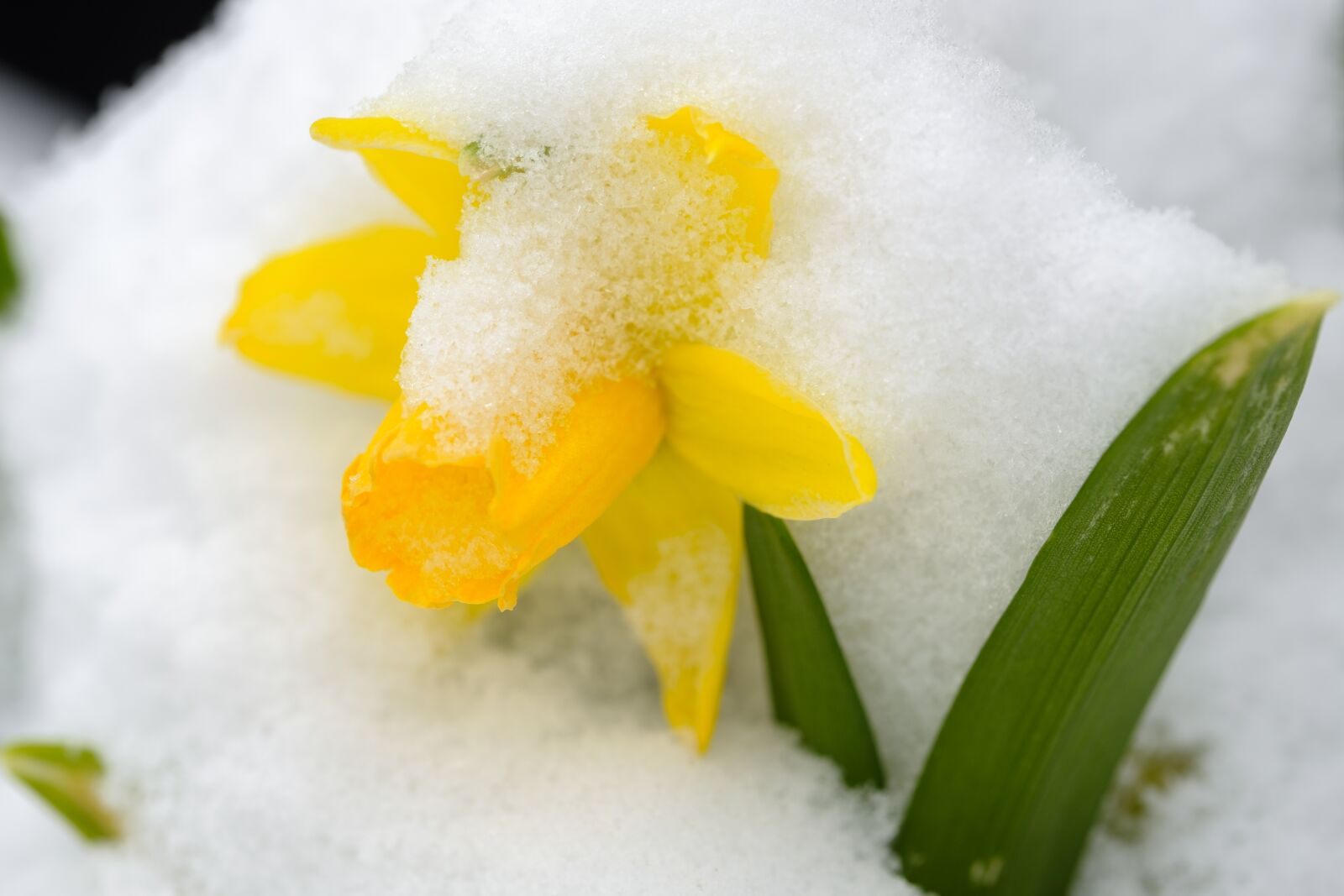 Fujifilm X-T2 + Fujifilm XF 80mm F2.8 R LM OIS WR Macro sample photo. Daffodil, narcissus, blossom photography