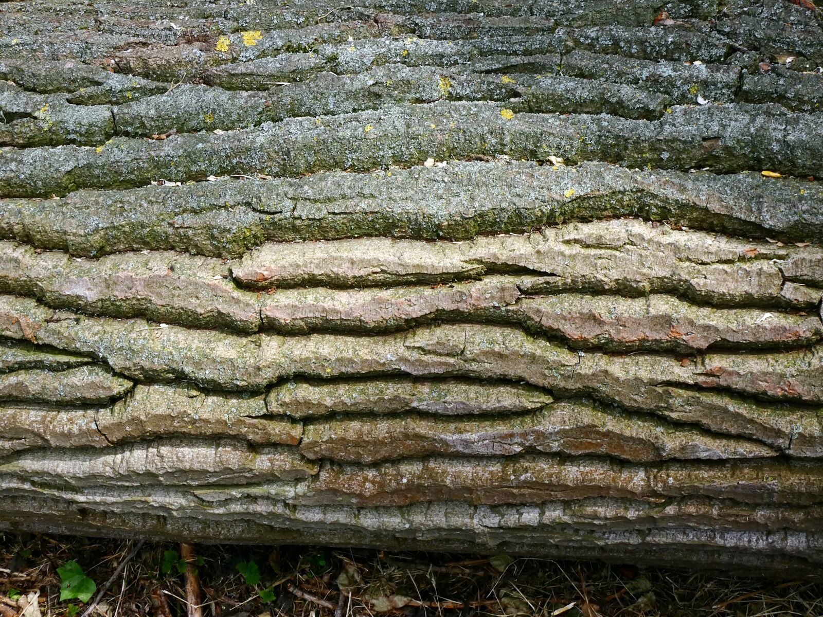 Panasonic Lumix DC-FZ80 (Lumix DC-FZ82) sample photo. Bark, tree, wrinkled photography