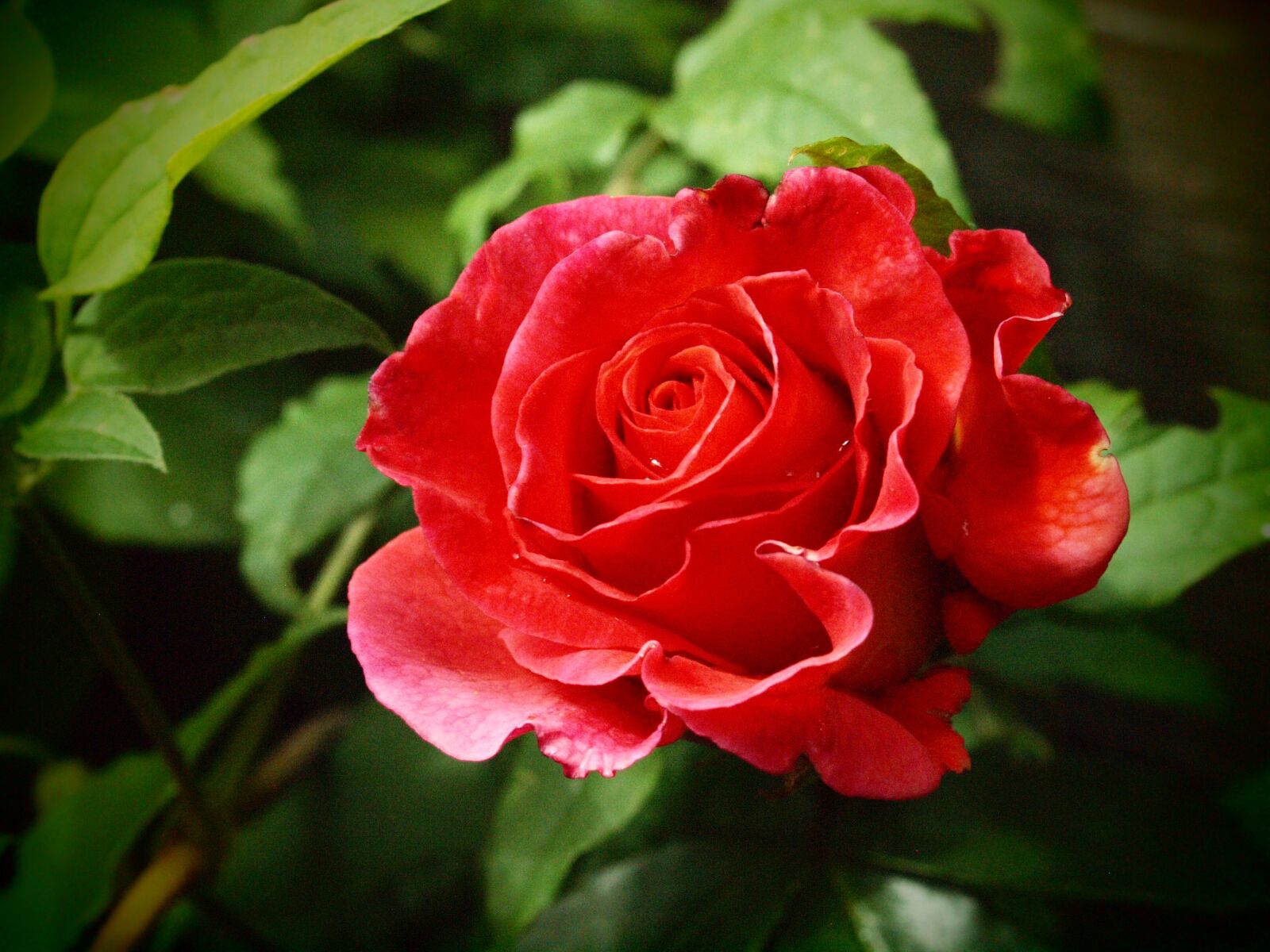 Olympus E-620 (EVOLT E-620) sample photo. Rose, flower, orange photography