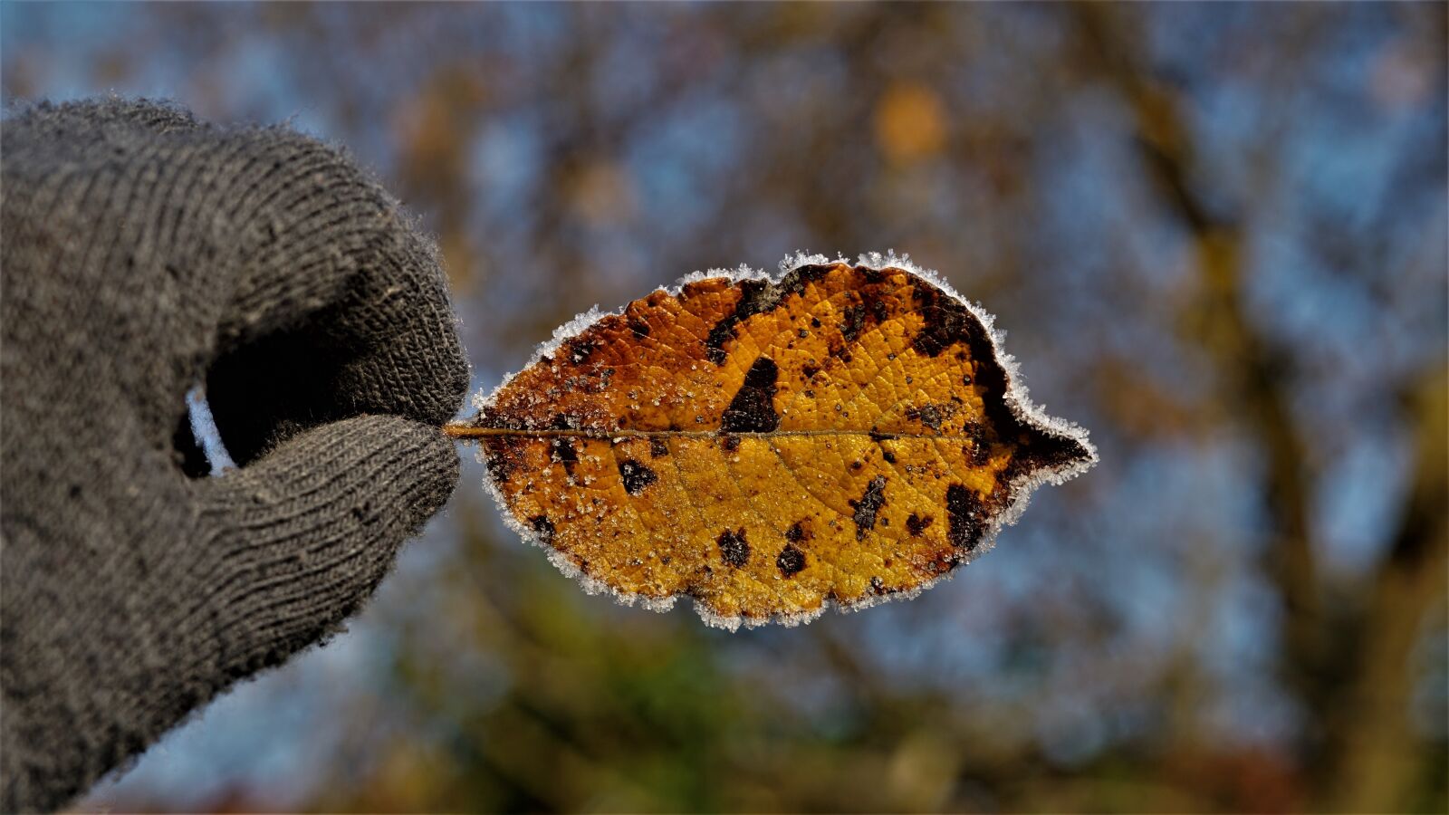 Sony FE 50mm F1.8 sample photo. Autumn, leaf, iced photography