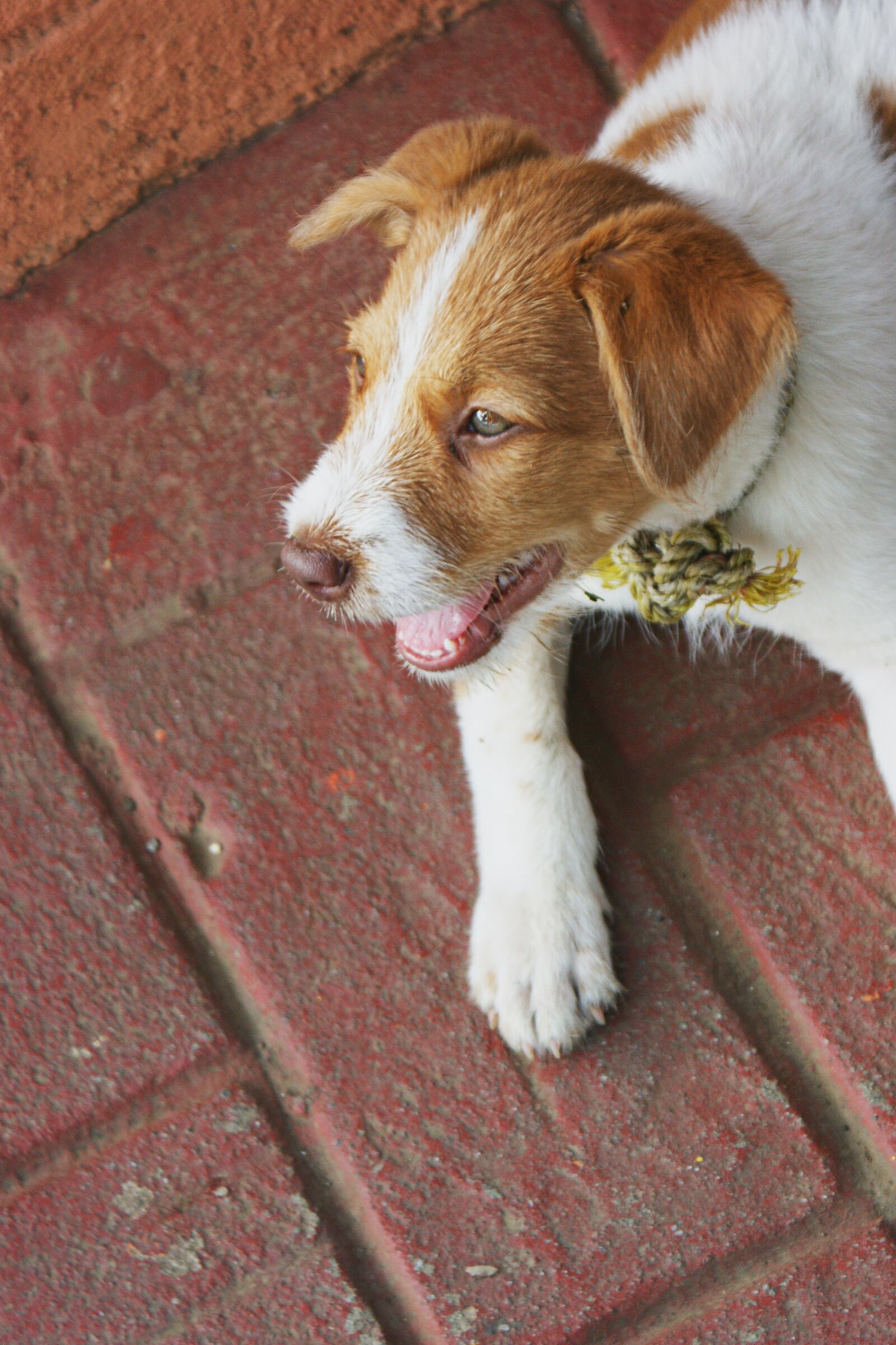 Sony Alpha DSLR-A350 sample photo. Dogs, cute, puppy photography
