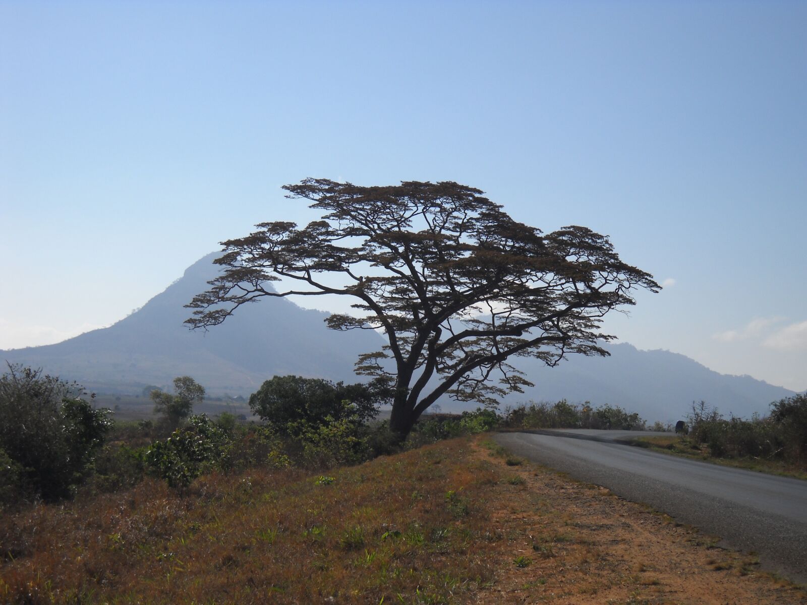 Nikon Coolpix L20 sample photo. Africa, tree, nature photography