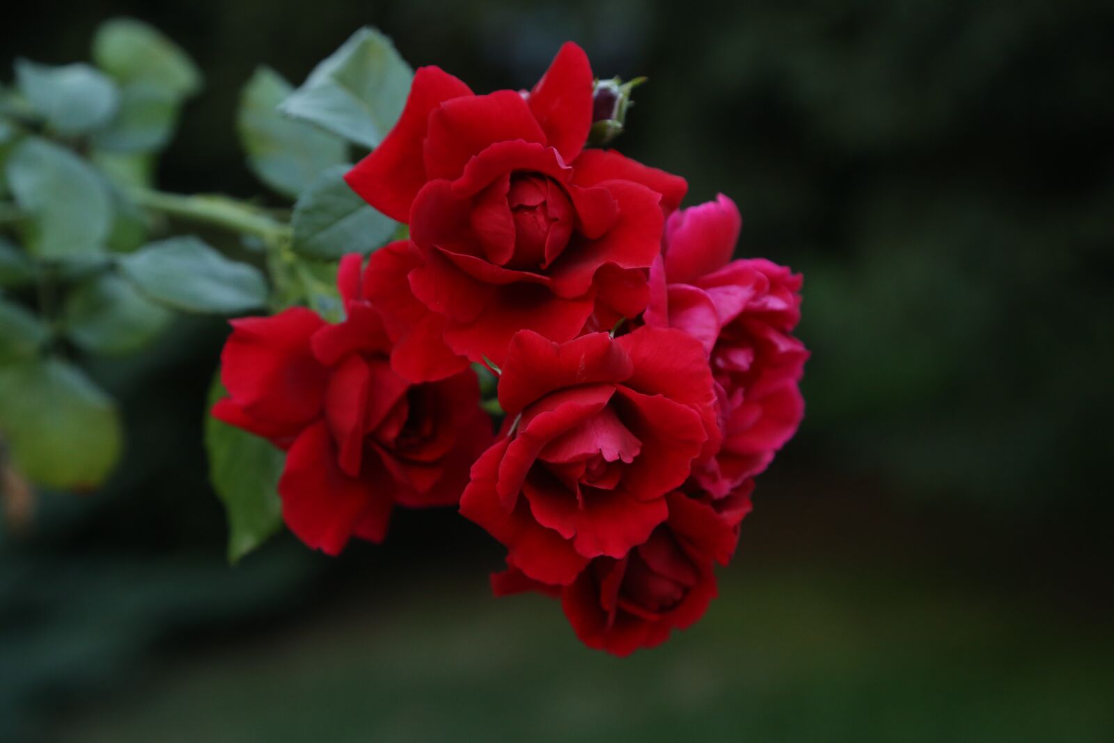 Canon EOS 6D + Canon EF 24-105mm F4L IS USM sample photo. Roses, flowers, red roses photography
