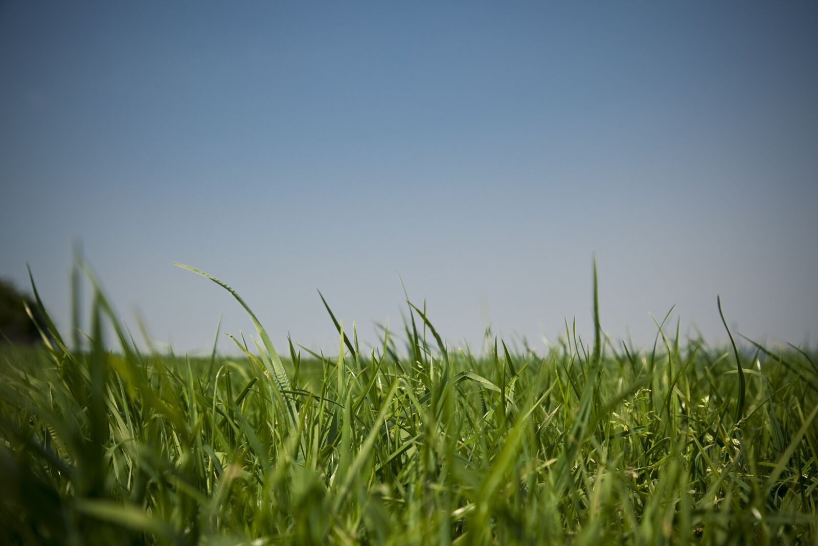 Canon EOS 5D Mark II sample photo. Meadow, sky, grass photography