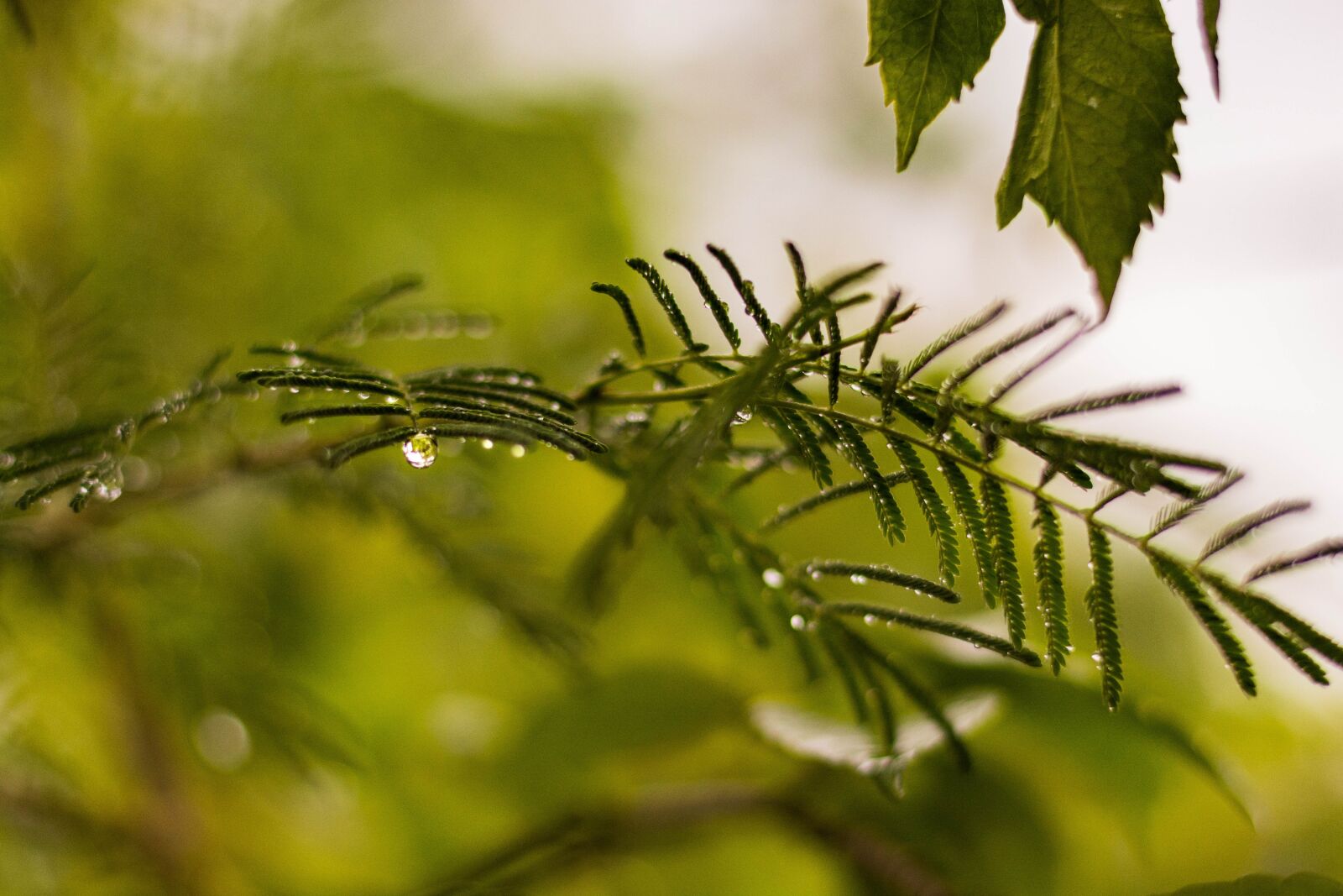 Nikon D5200 sample photo. Leaf, nature, flora photography