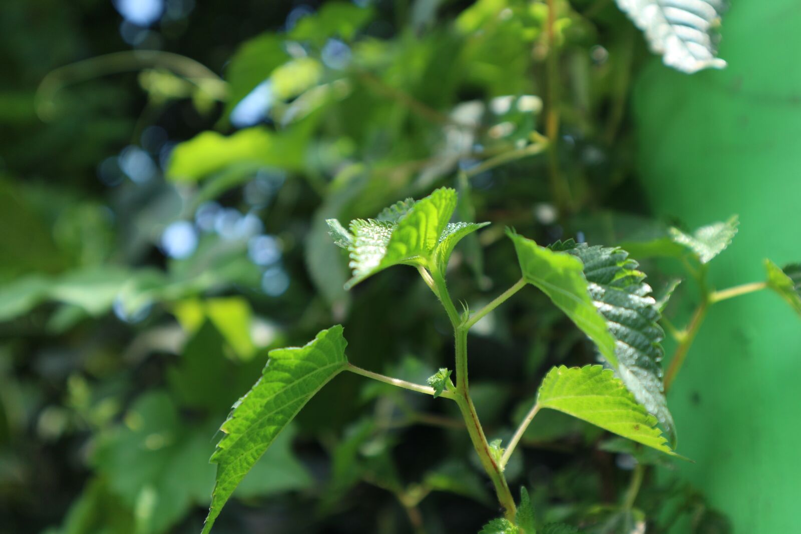 Canon EF-M 15-45mm F3.5-6.3 IS STM sample photo. Leaves, green, tree photography