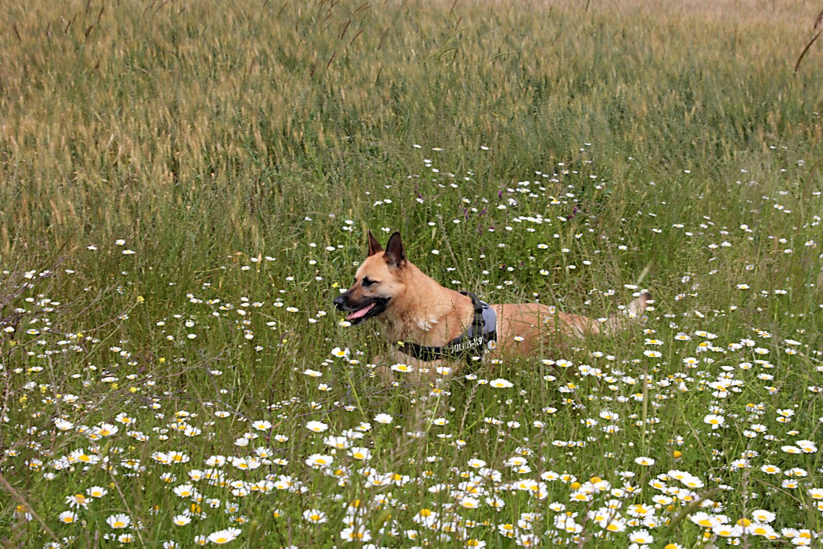 Canon EOS 550D (EOS Rebel T2i / EOS Kiss X4) sample photo. Nature, countryside, flower photography