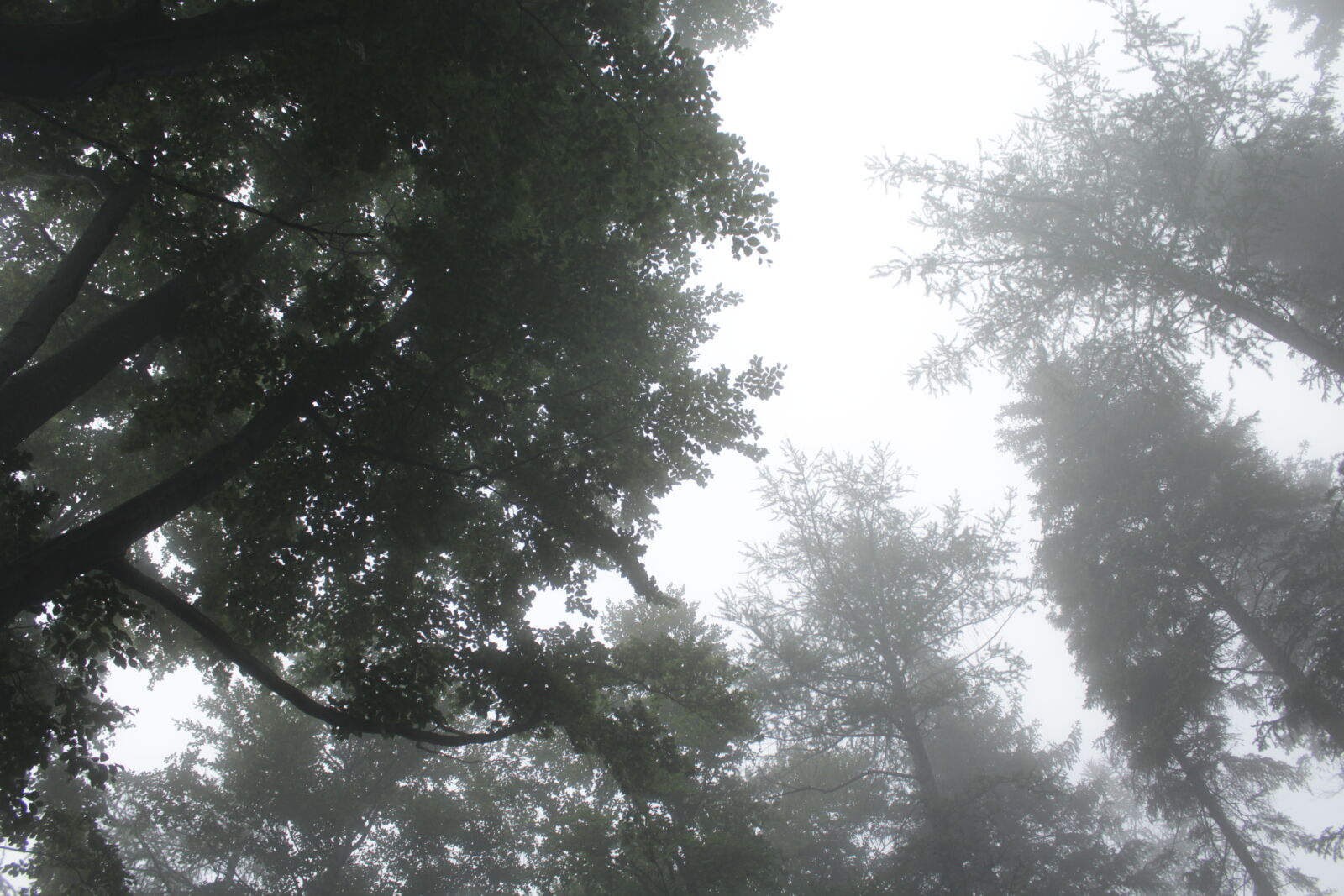 Canon EOS 1200D (EOS Rebel T5 / EOS Kiss X70 / EOS Hi) sample photo. Cloud, fog, foggy, forest photography