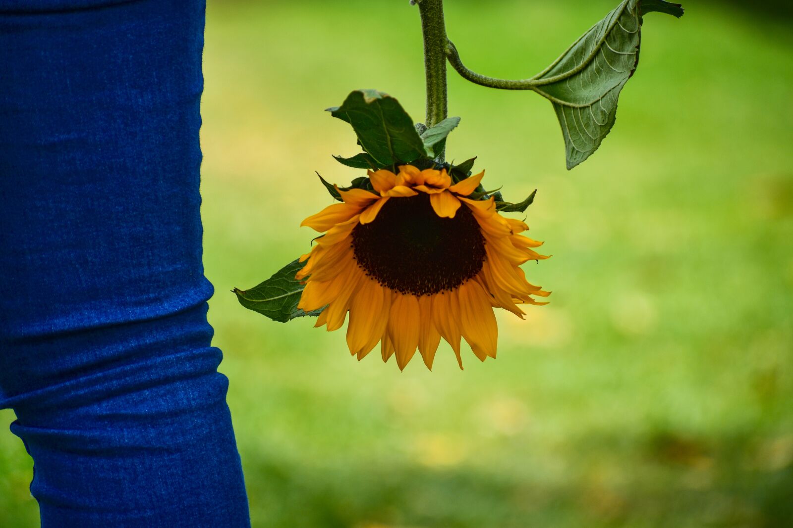 Nikon D3400 sample photo. Sunflower, flower, yellow photography
